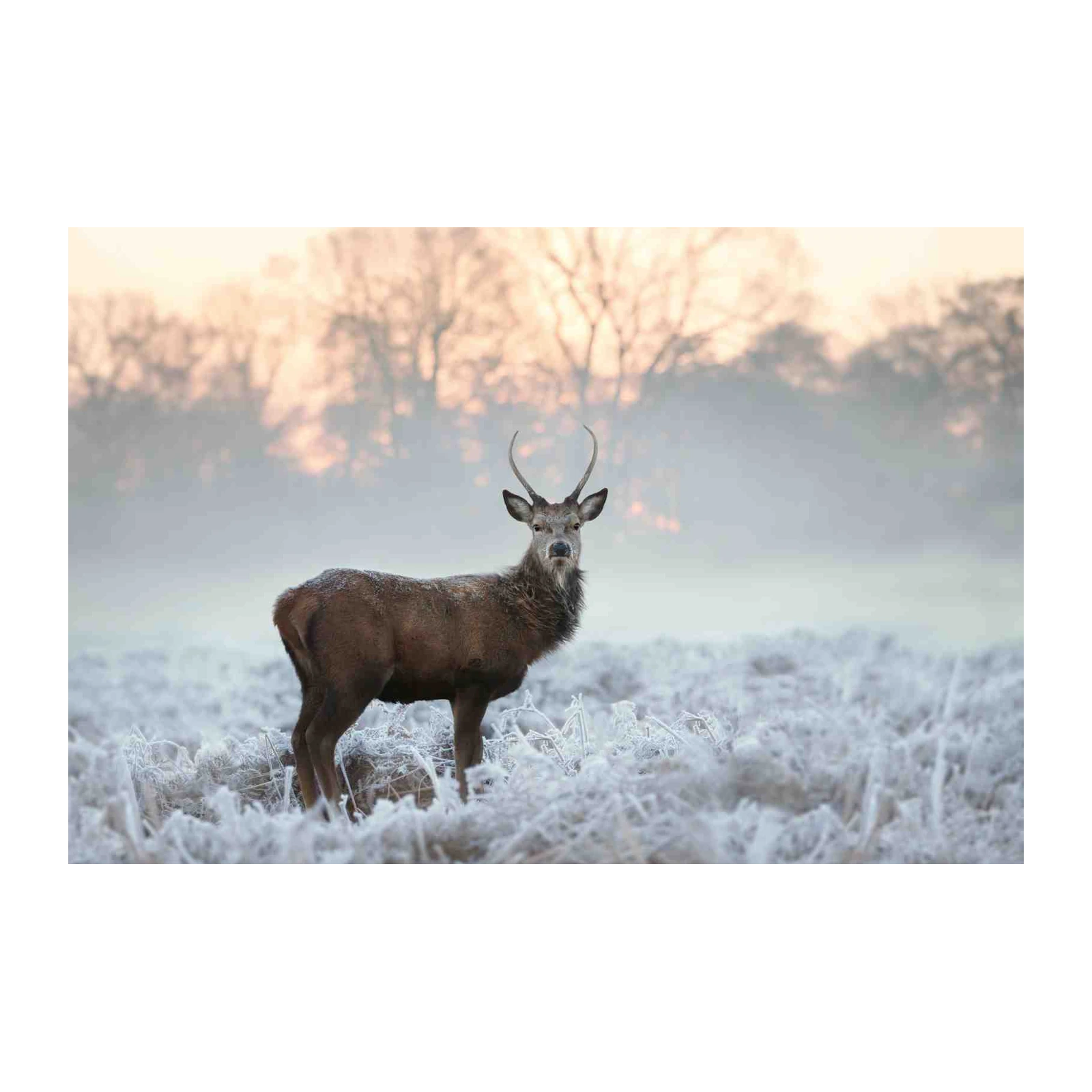 Majestic Stag in Frosty Landscape Wall Art