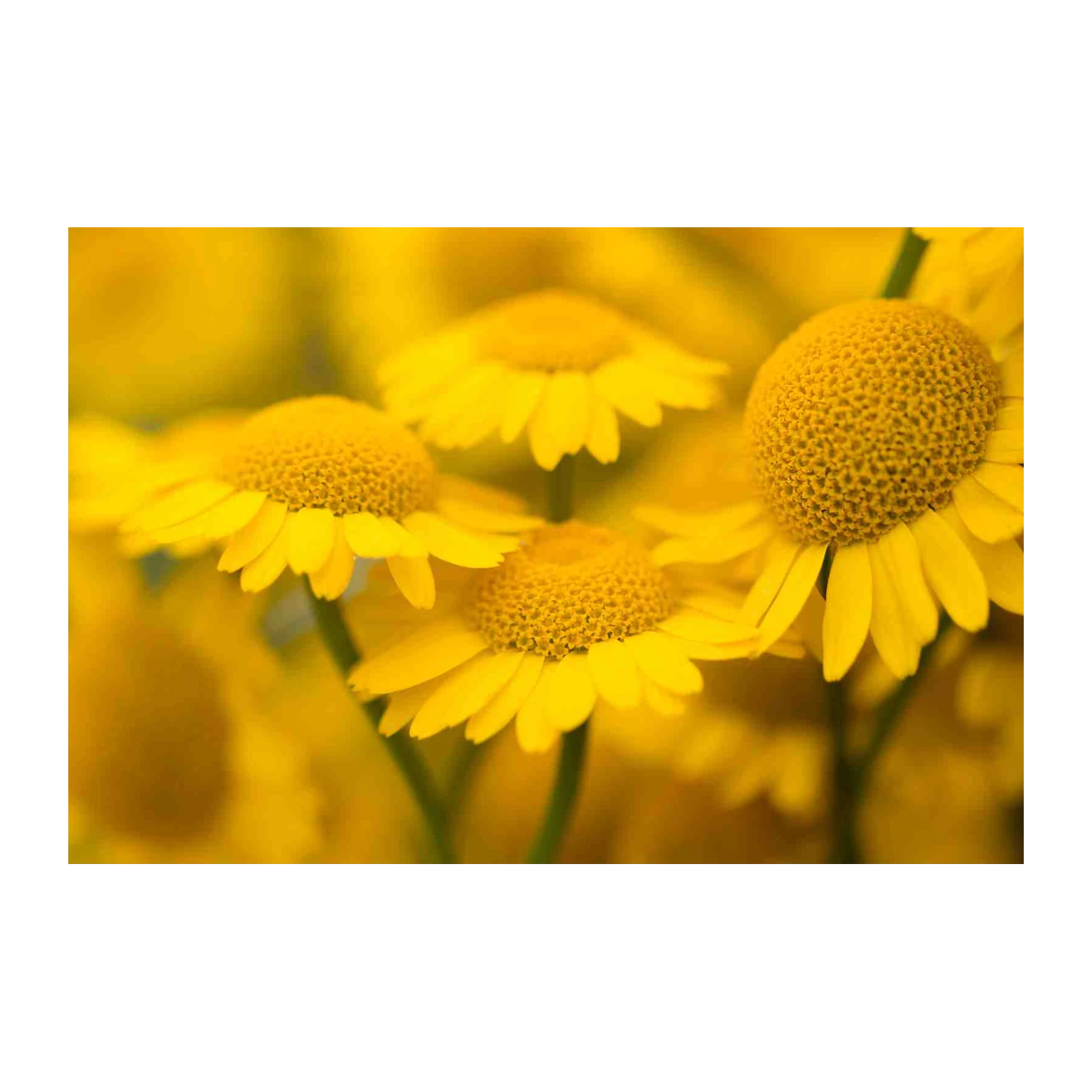 Vibrant Yellow Daisy Field Wall Art