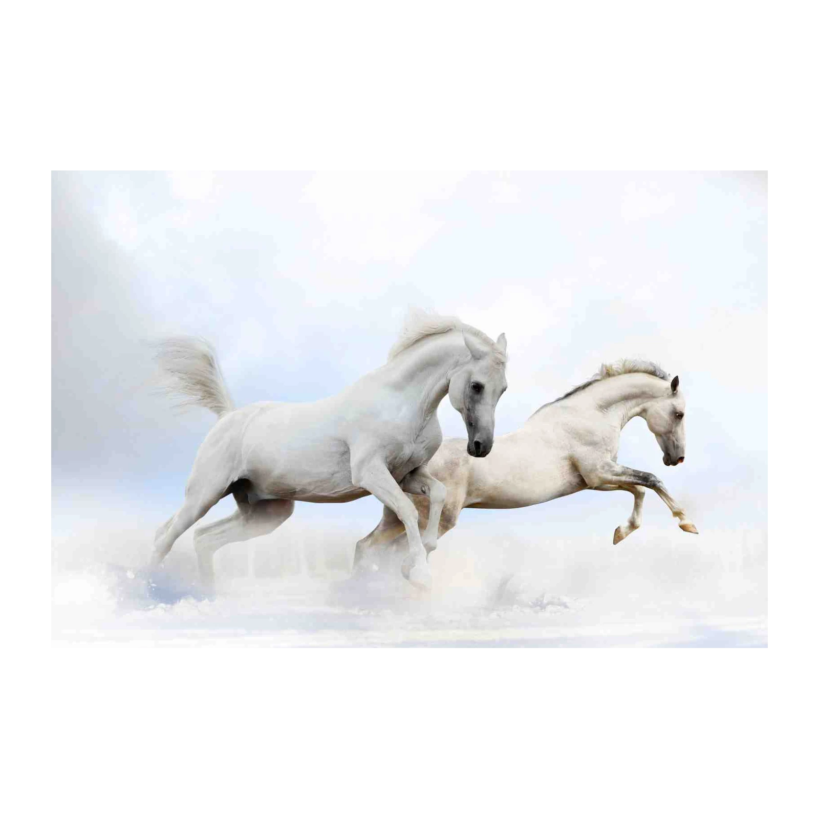 Majestic White Horses Gallop Wall Art