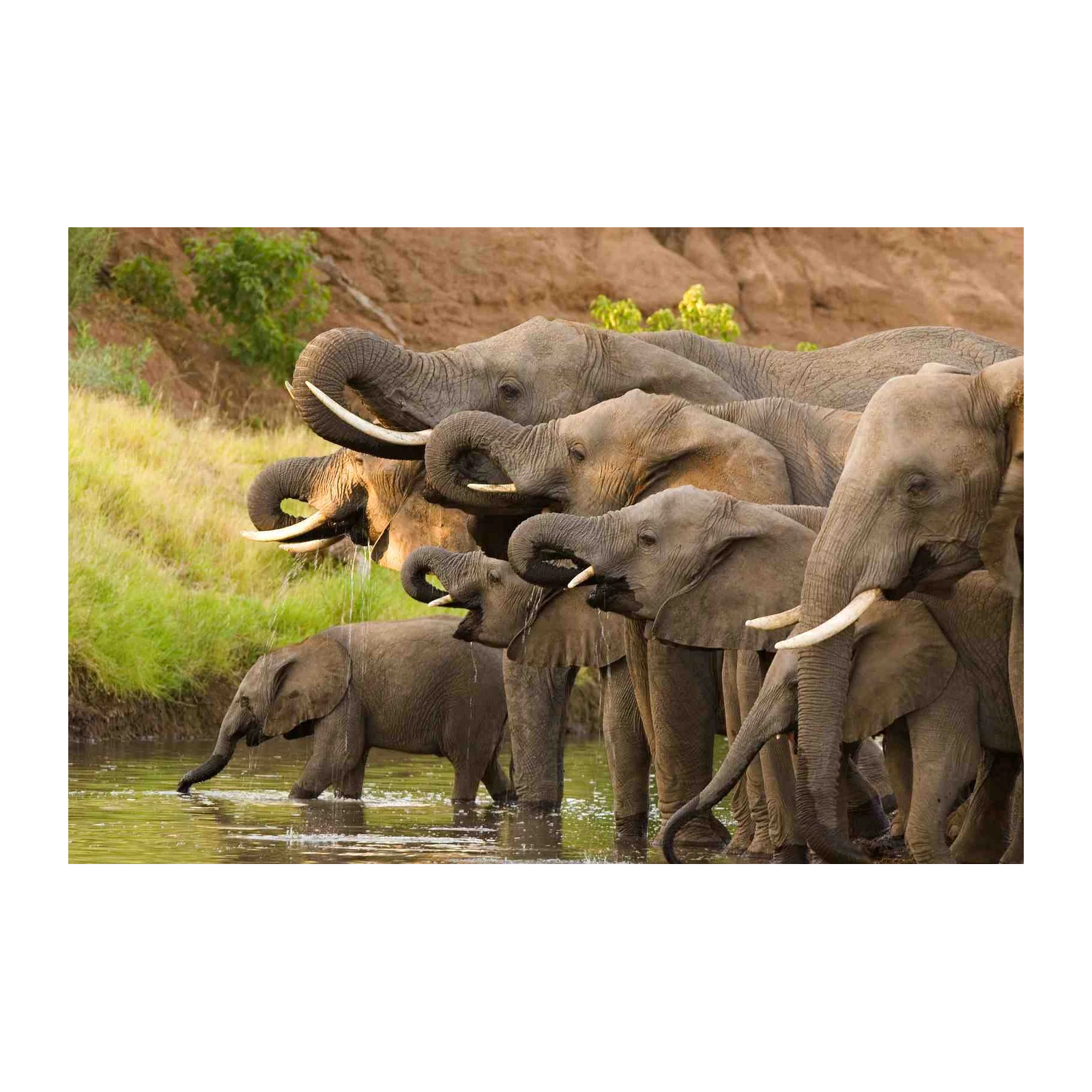 Majestic Herd Elephant Drinking at Waterhole Wall Art