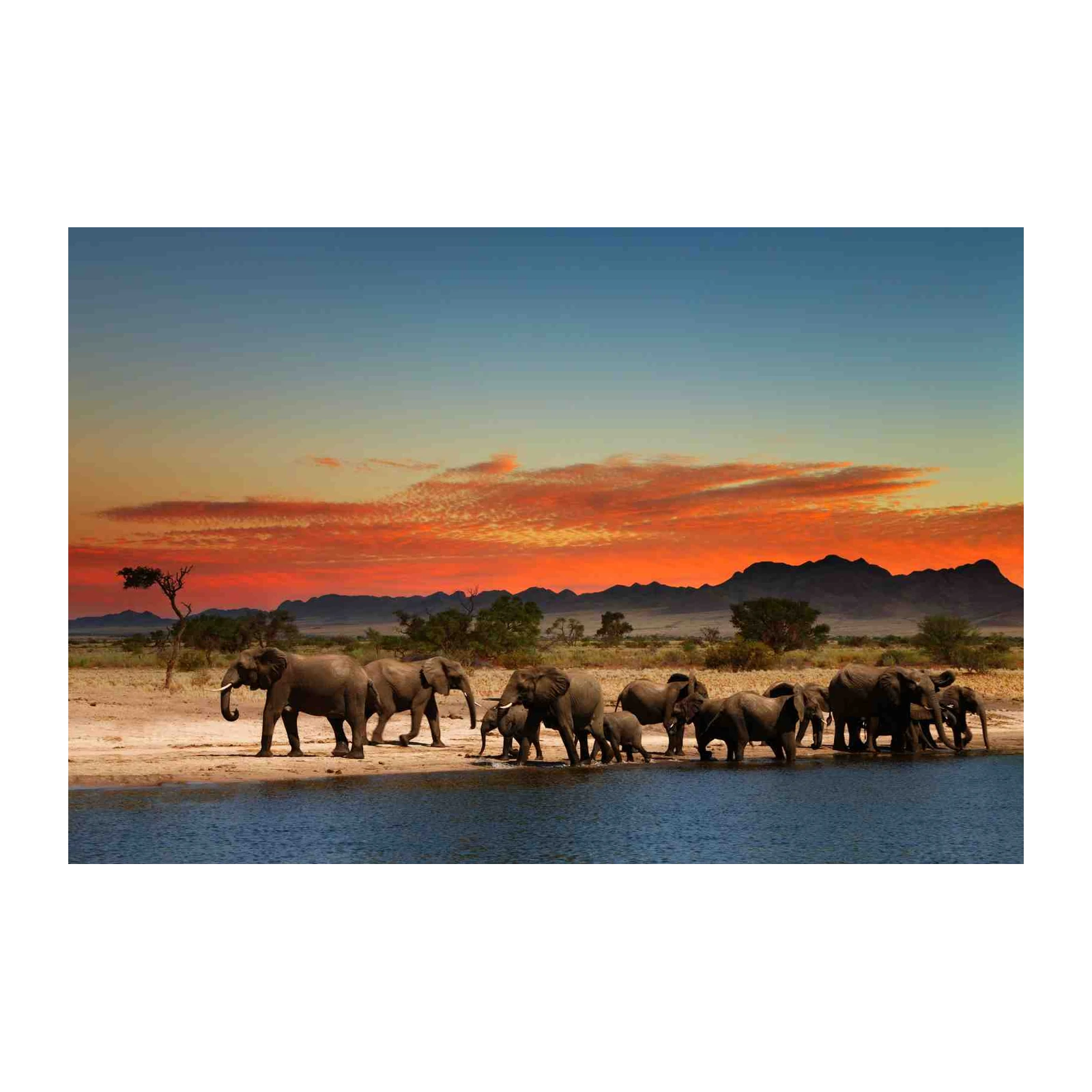 Majestic Elephant Herd Sunset Wall Art