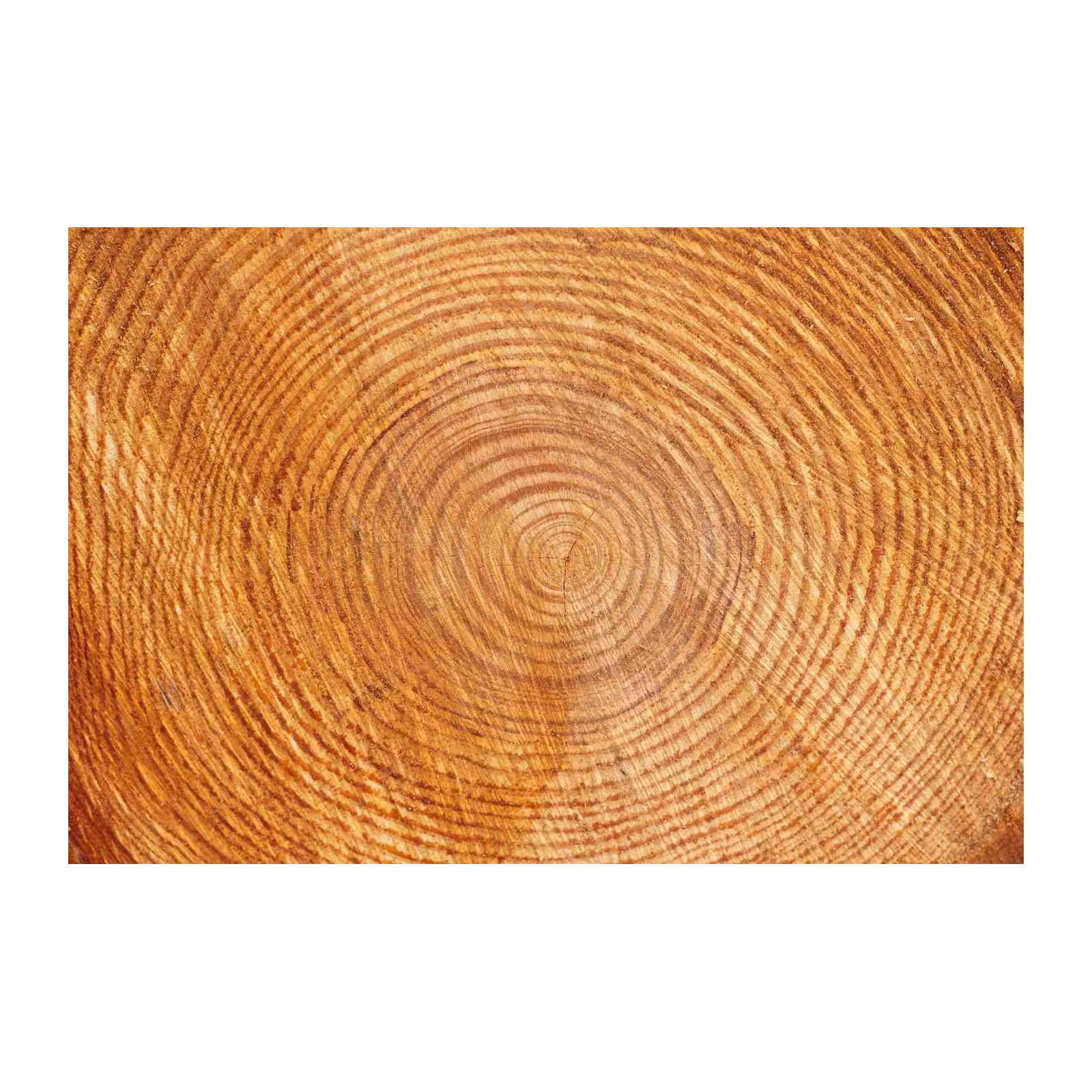 Rustic Tree Ring Close-Up Wall Art