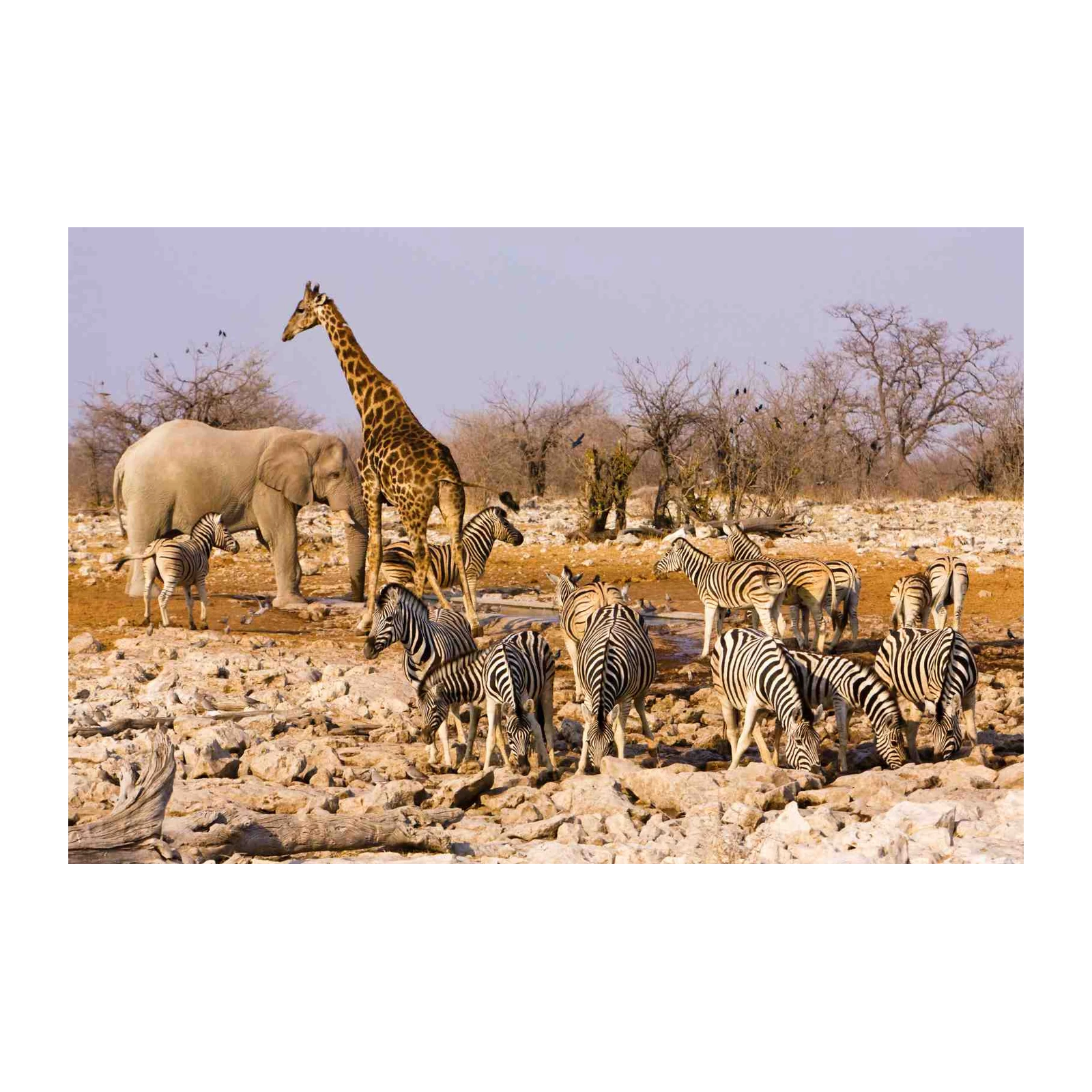 African Wildlife Herd Zebra & Elephant Wall Art