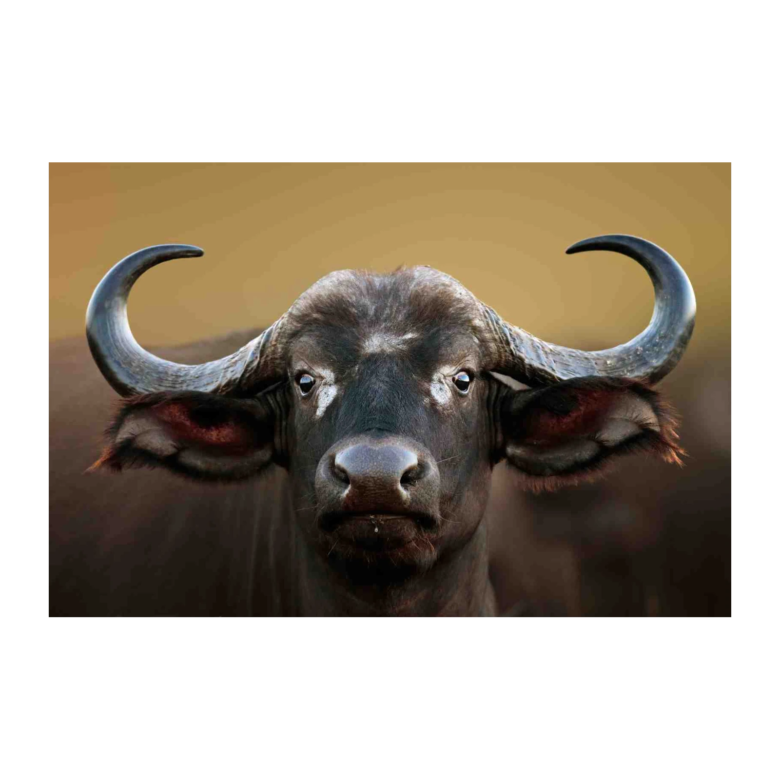 Majestic Buffalo Portrait Wall Art