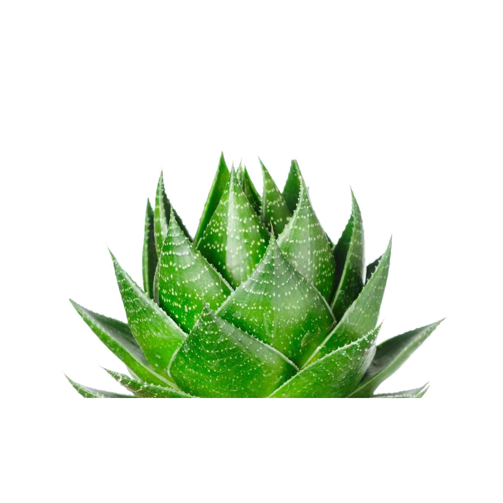 Vibrant Aloe Vera Succulent Wall Art