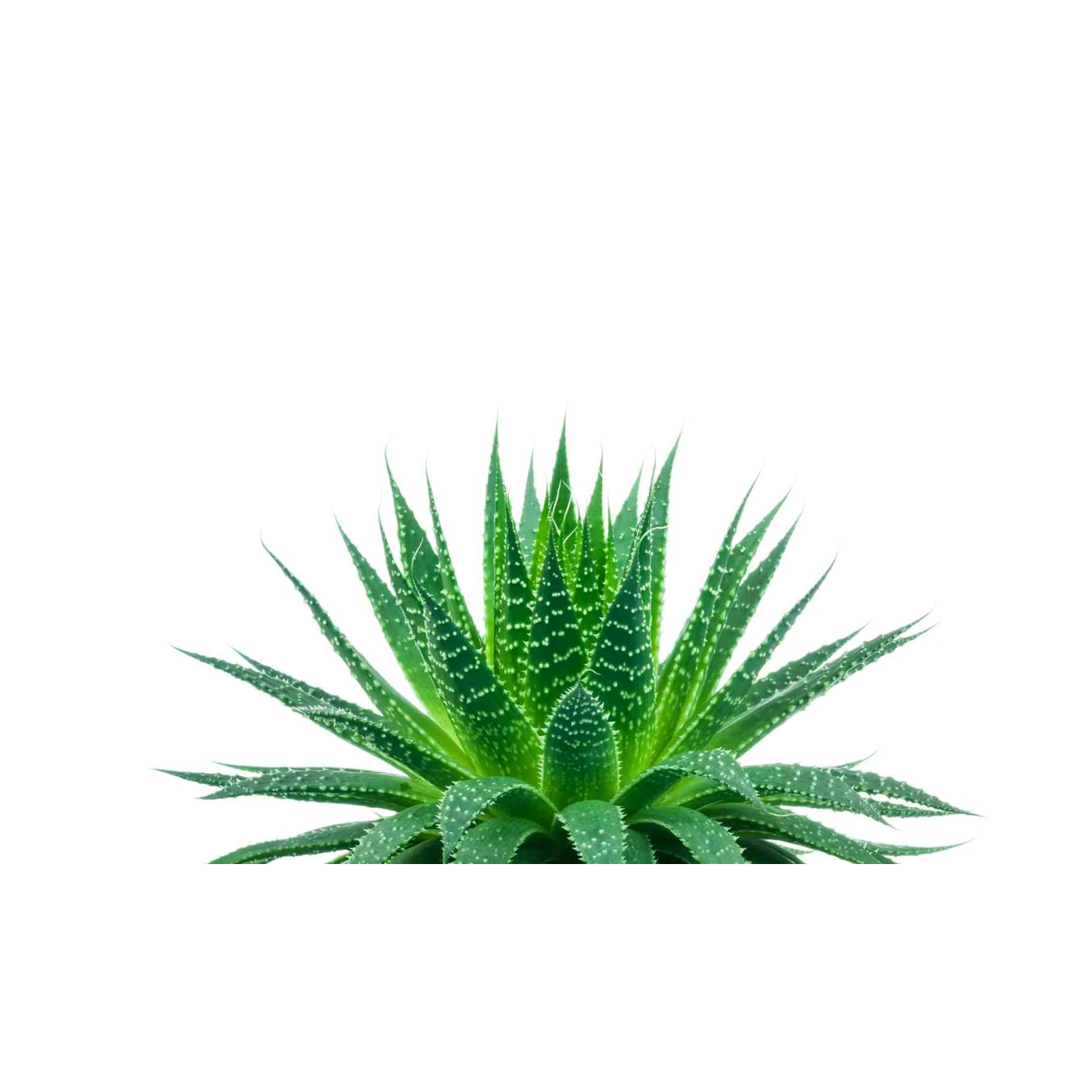 Vibrant Aloe Vera Plant Wall Art Wall Art