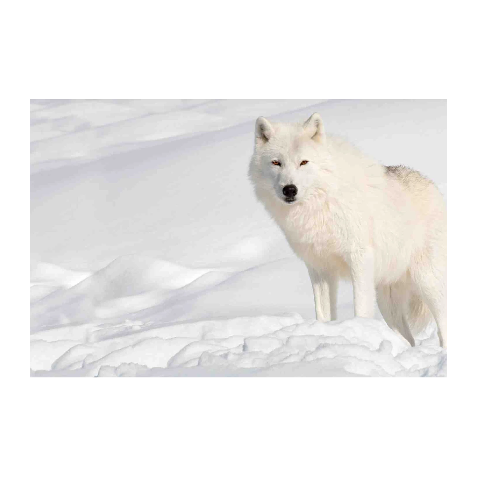 Majestic Arctic Wolf Portrait Wall Art