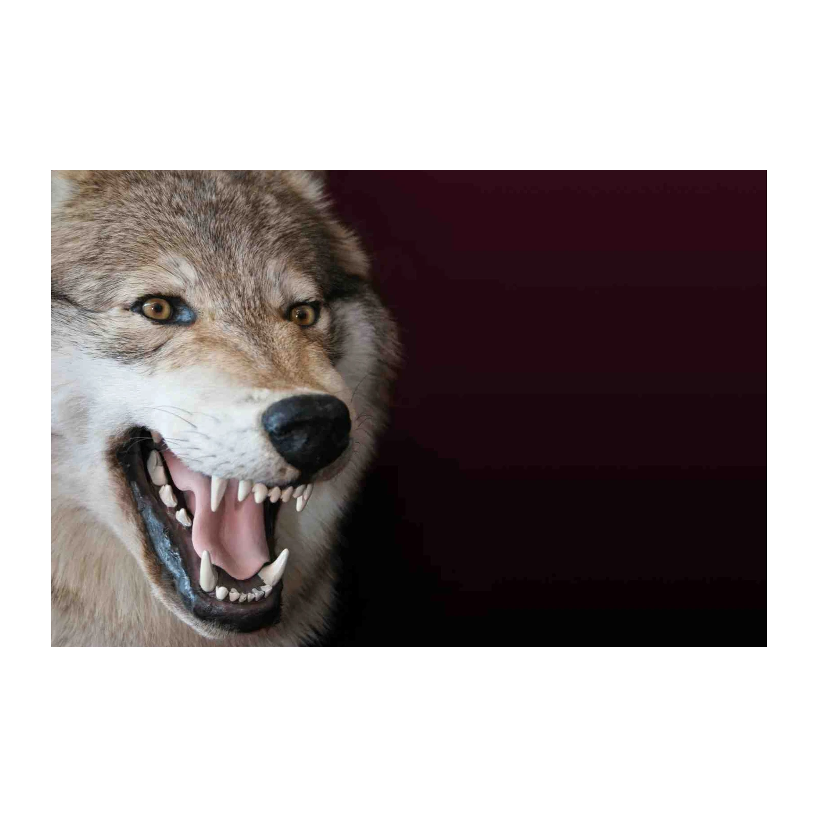Fierce Wolf Roar Wall Art Wall Art