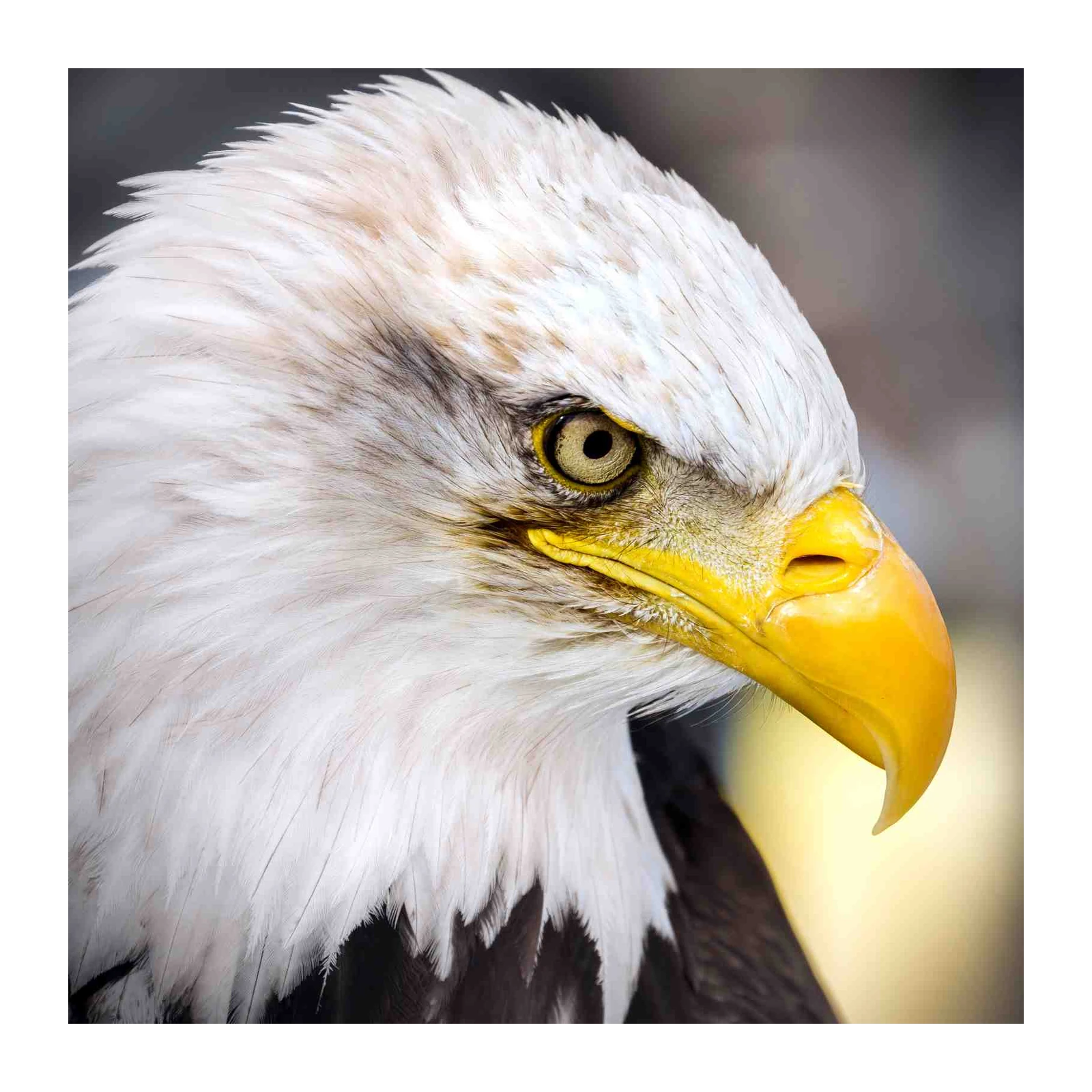 Majestic Eagle Portrait Close-up Wall Art