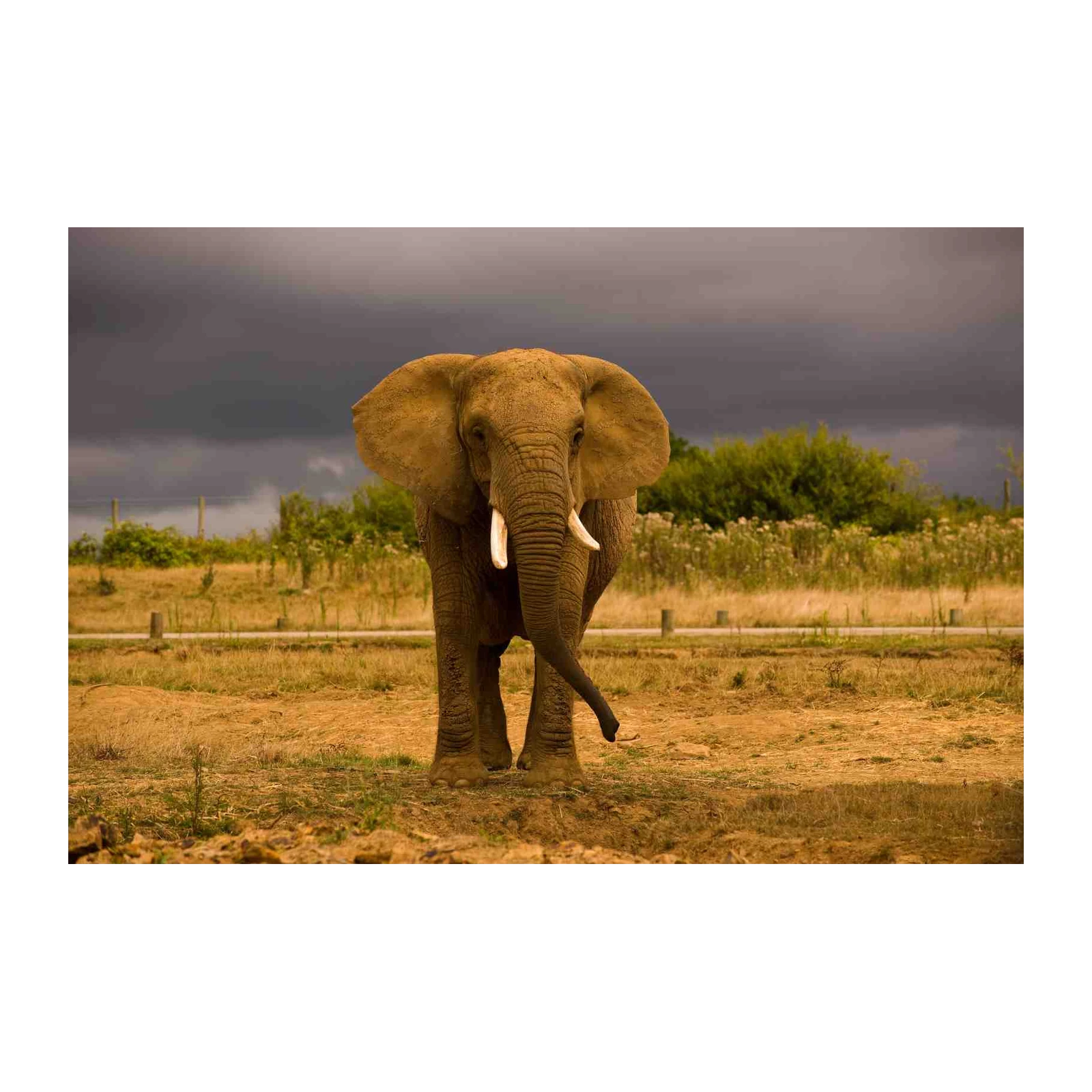 Majestic Elephant Safari Landscape Wall Art