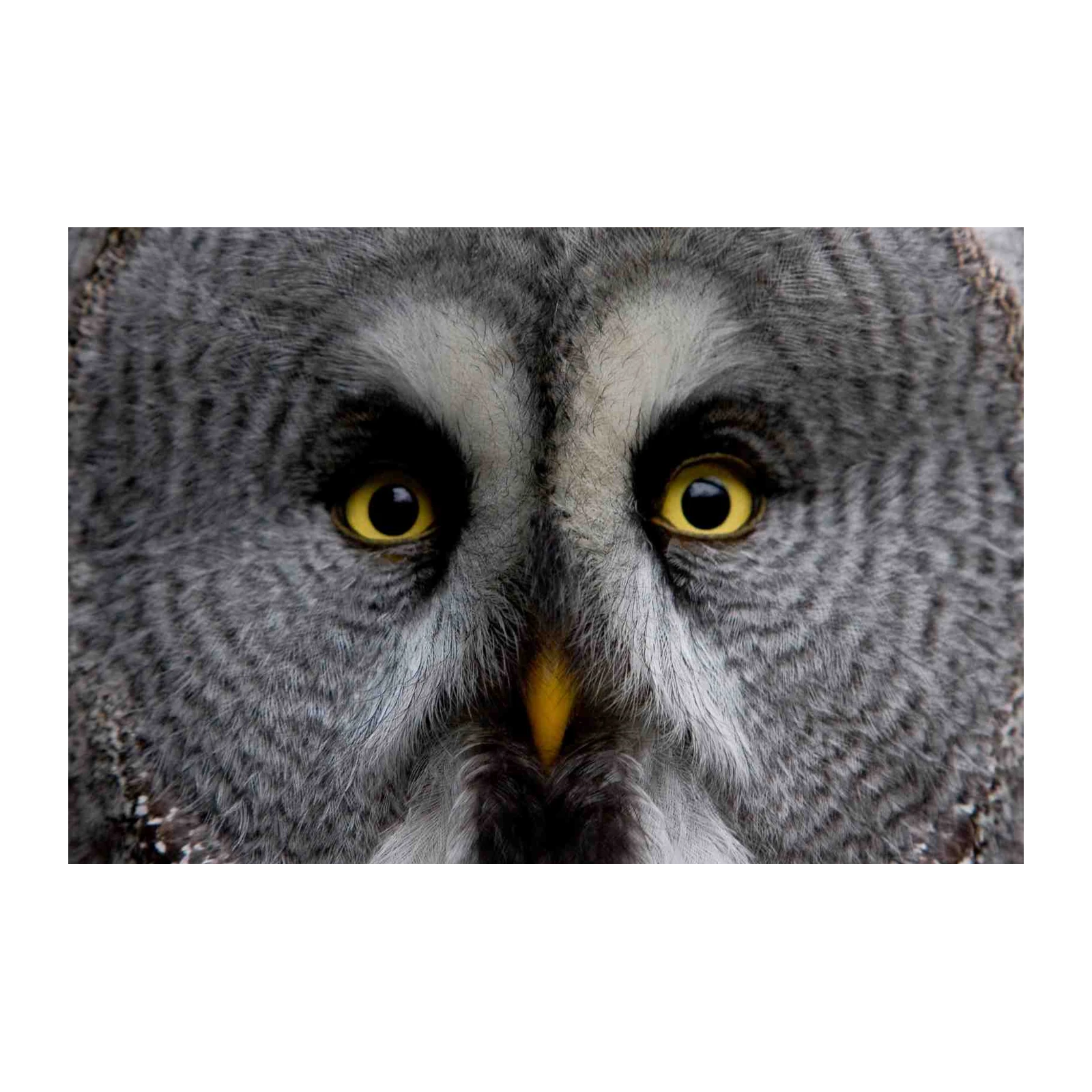 Majestic Owl Eyes Close-Up Wall Art