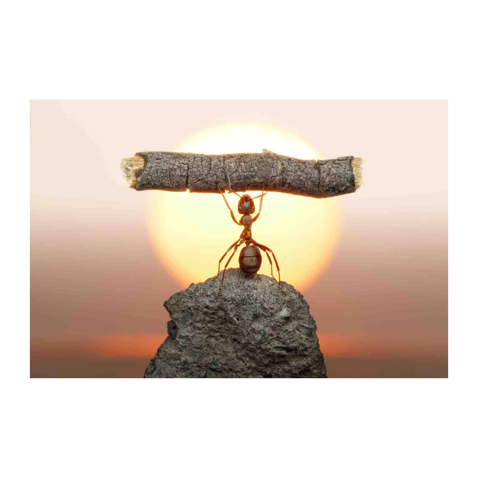 Inspirational Ant Strength Sunset Wall Art