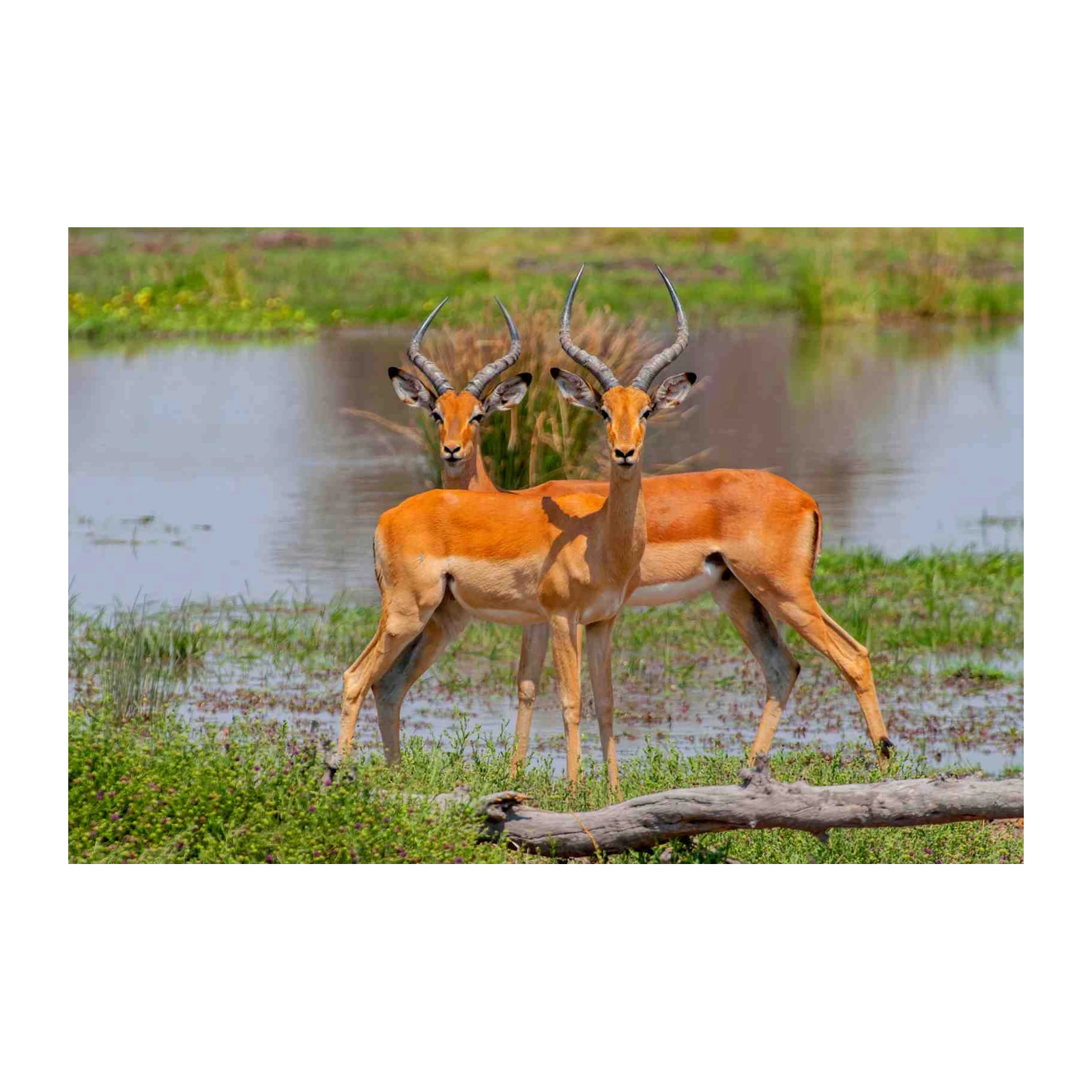 Majestic Antelope Pair African Safari Wall Art