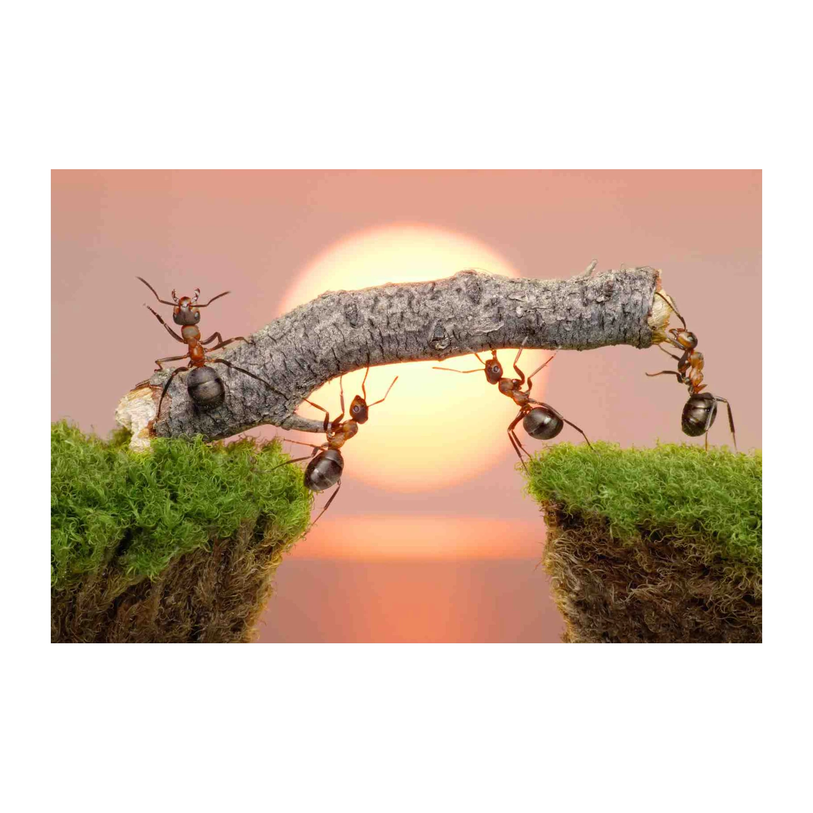 Ant Teamwork Bridge Wall Art