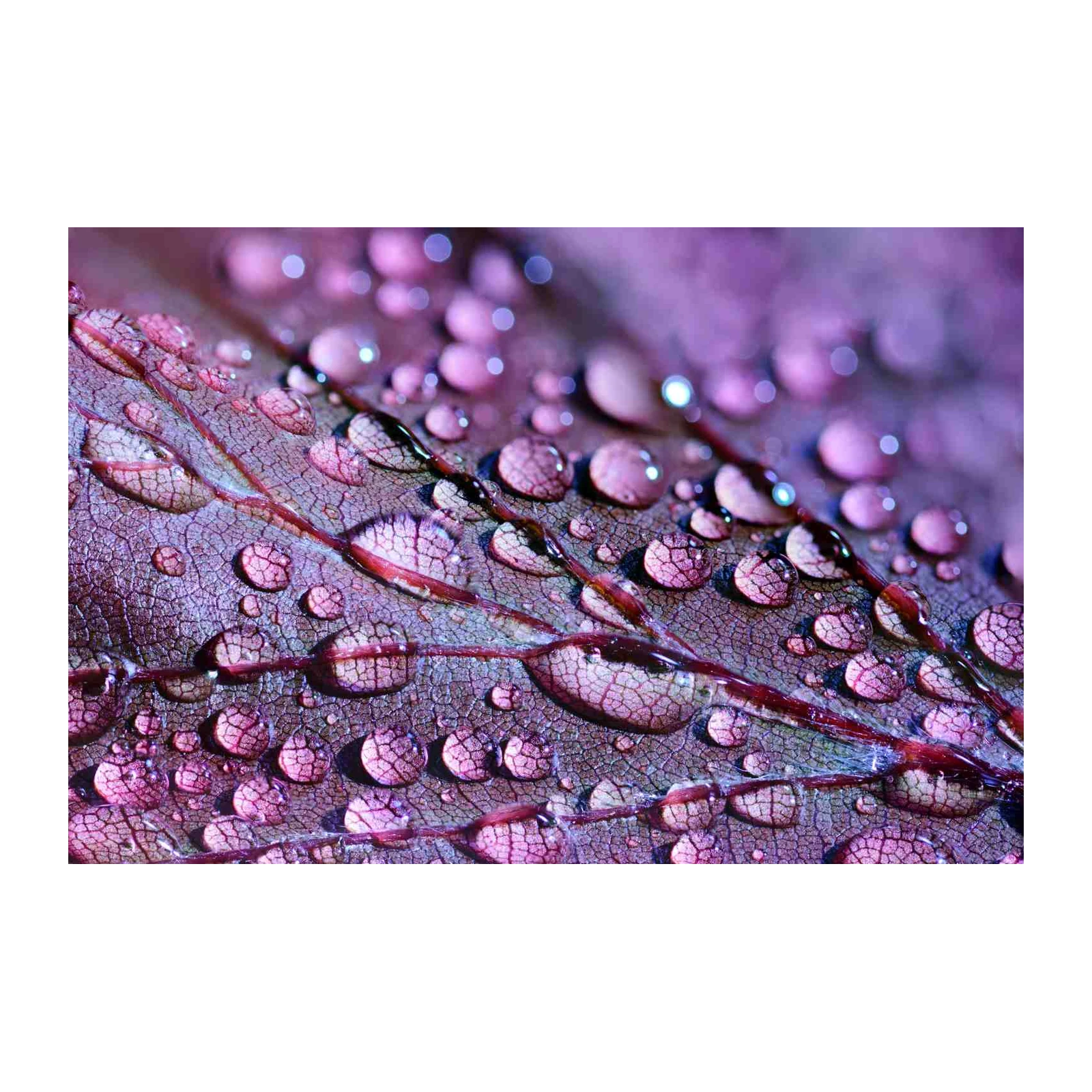 Purple Dewdrops Macro Leaf Wall Art