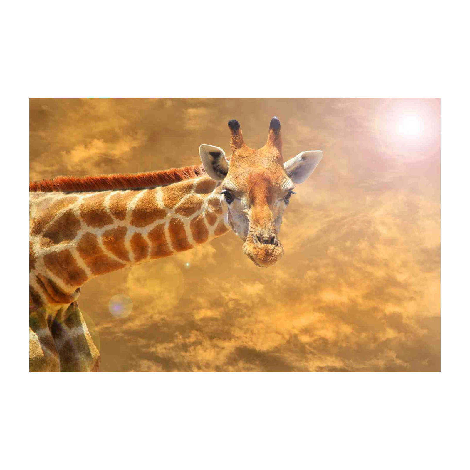 Majestic Giraffe Safari Sunset Wall Art
