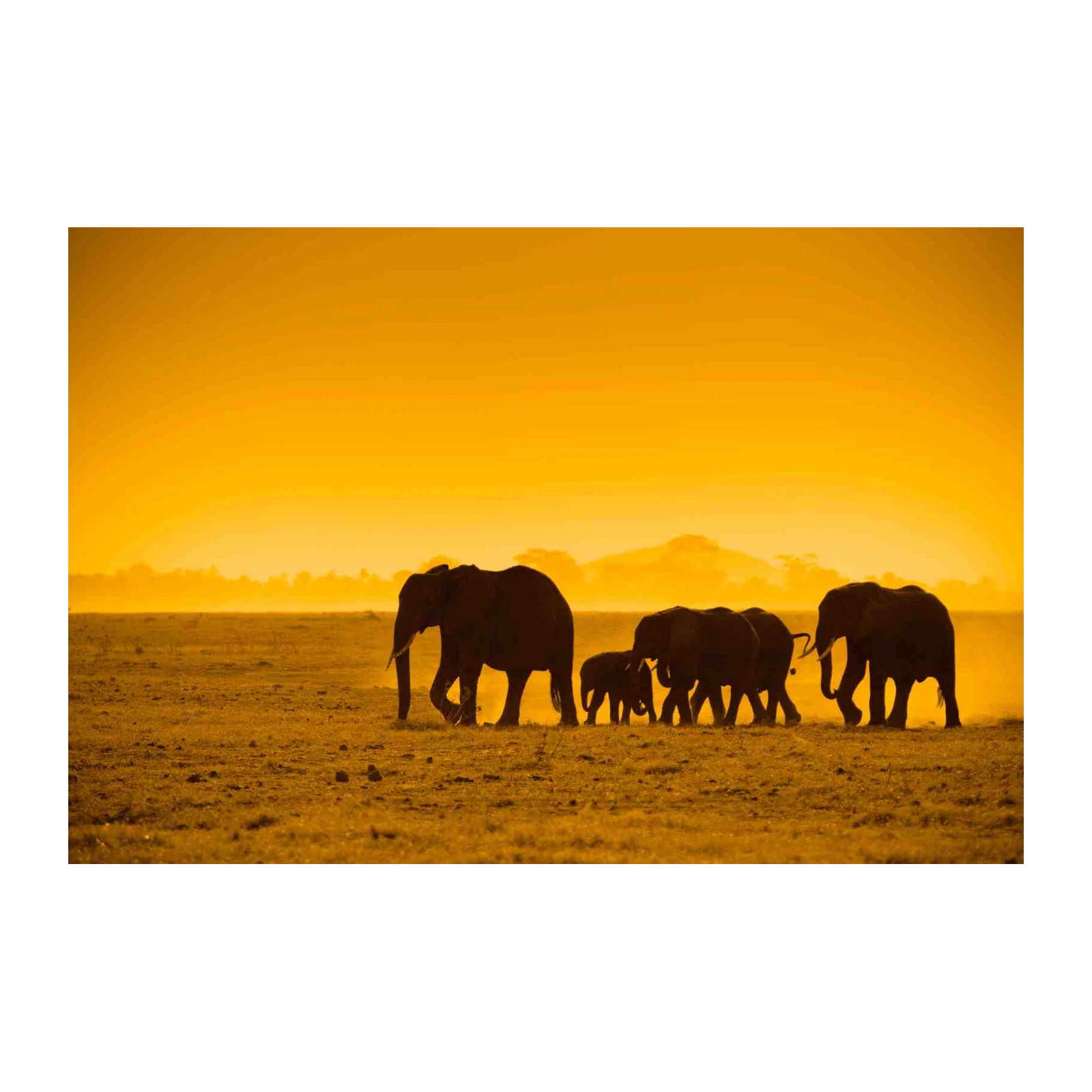 Majestic Elephant Herd Sunset Safari Wall Art