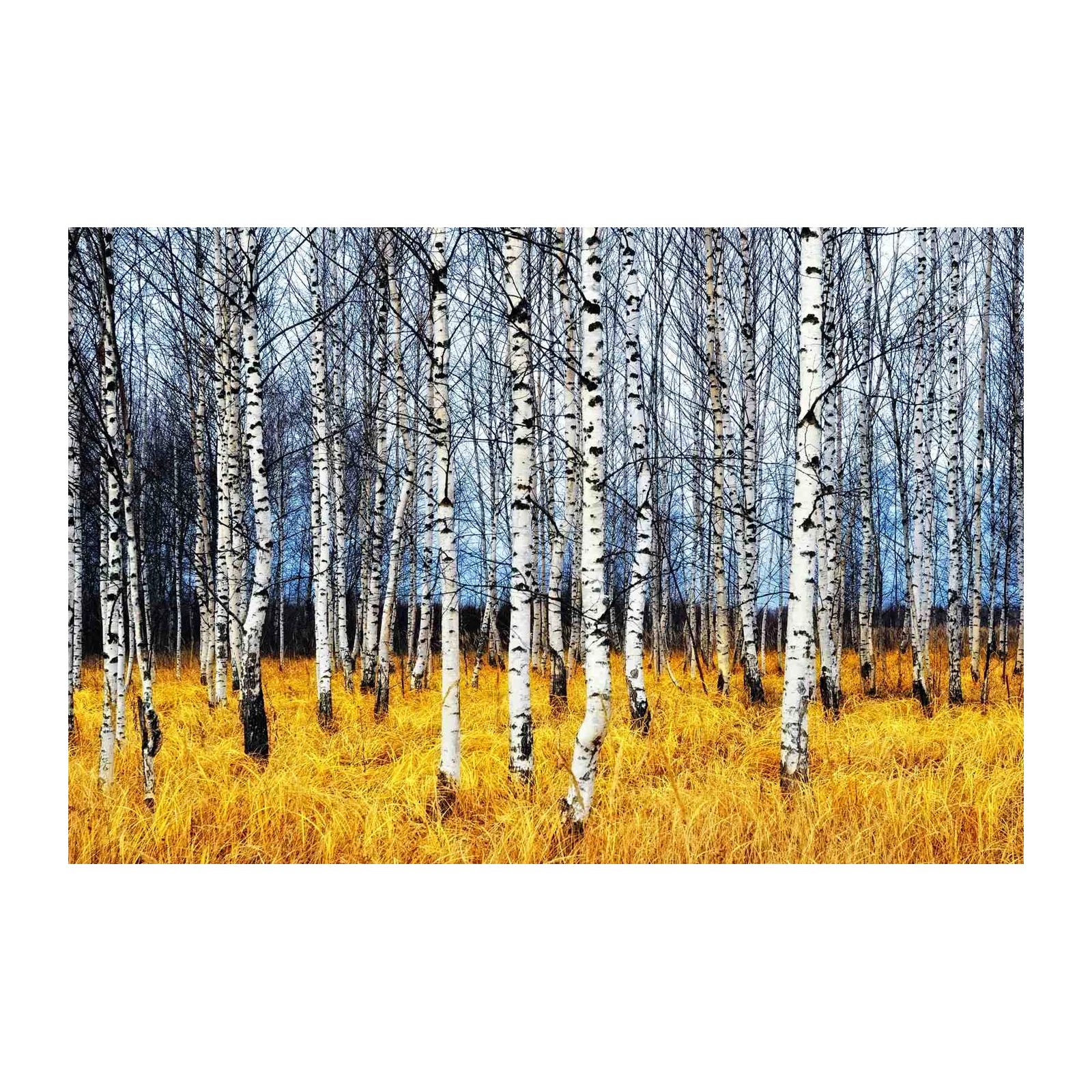 Golden Birch Forest Autumn Wall Art