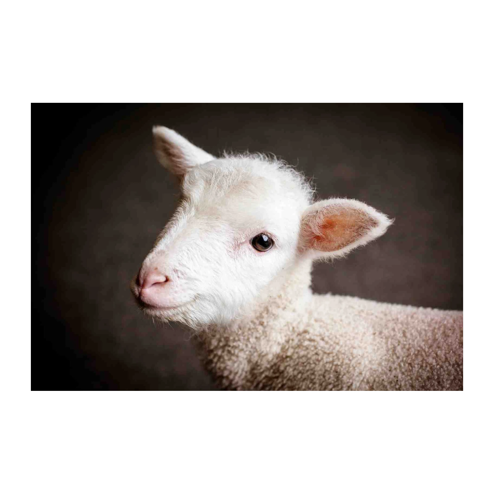 Adorable Lamb Portrait Fine Art Wall Art