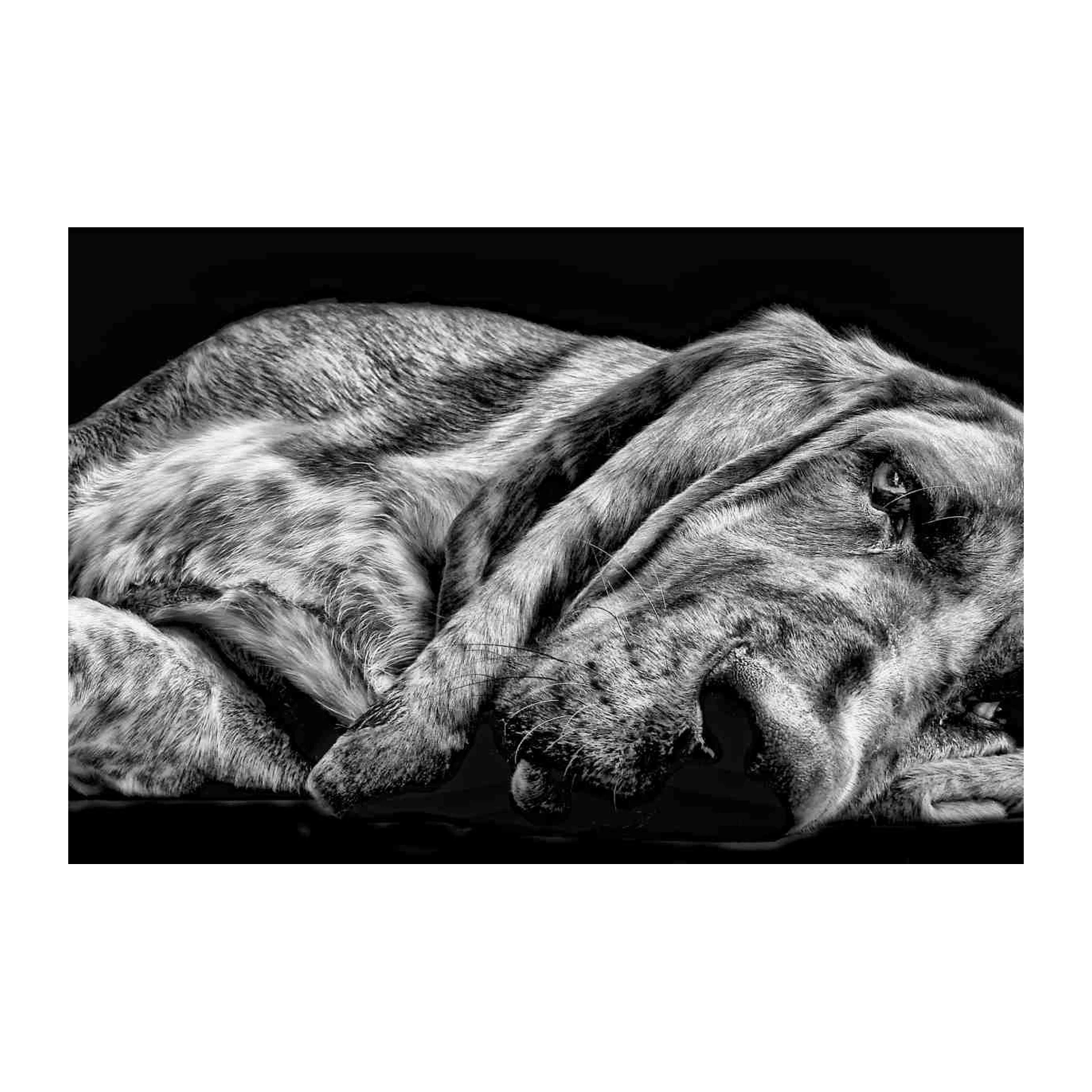 Majestic Lion Sleeping BW Wall Art
