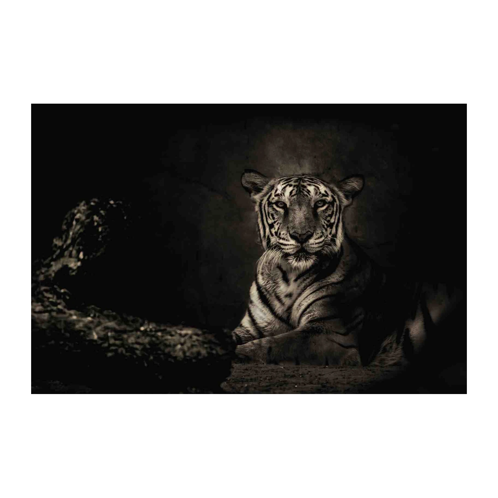 Majestic Tiger Portrait Wall Art