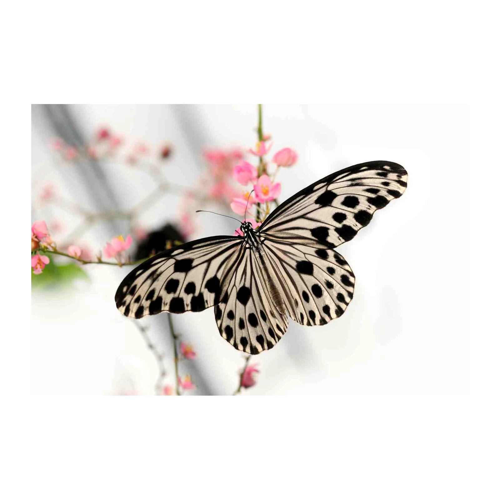 Elegant Butterfly Bloom Wall Art