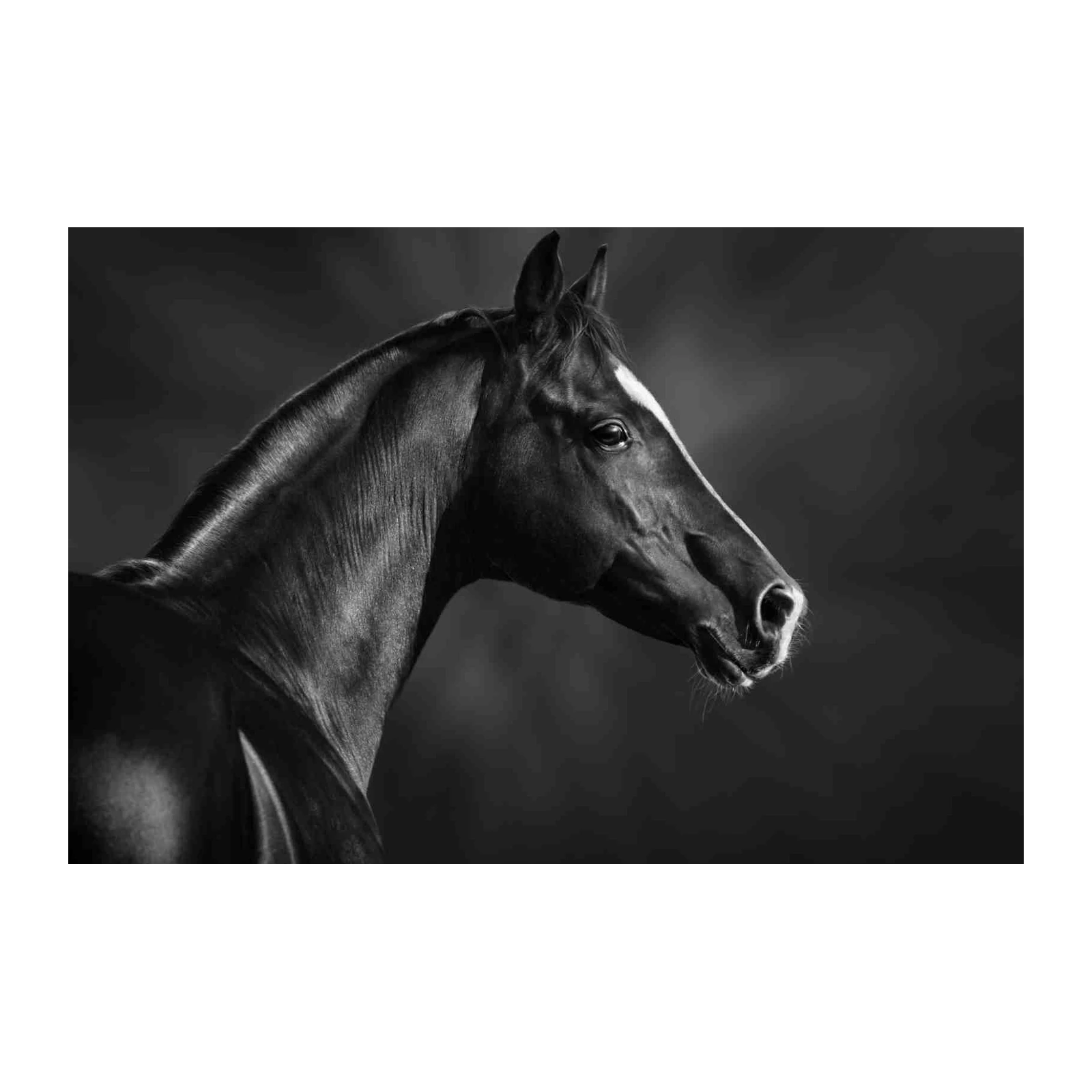 Majestic Black Horse Profile Wall Art