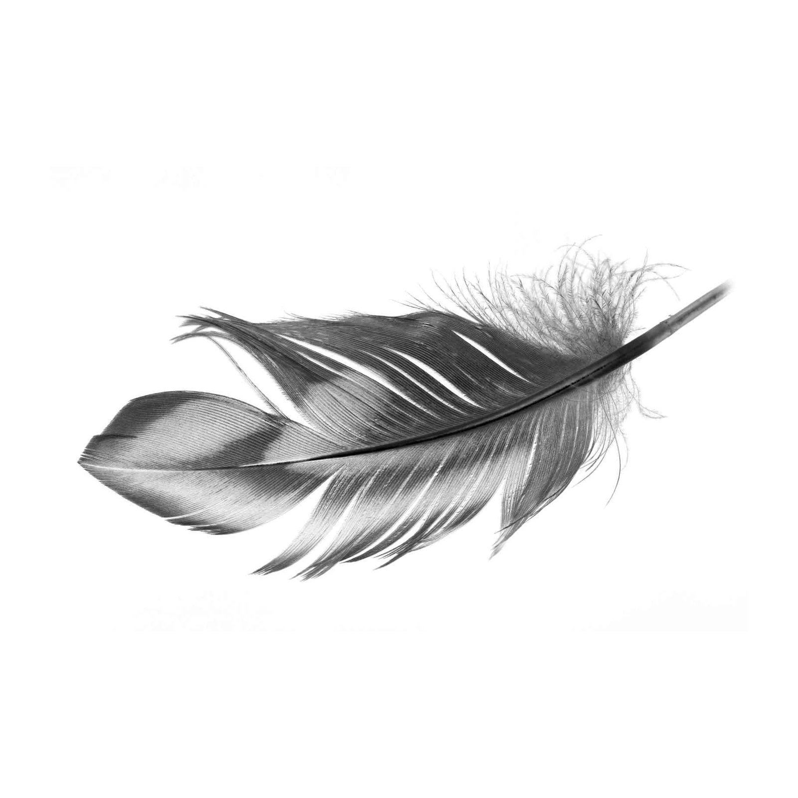 Elegant Feather Close-Up Black & White Wall Art