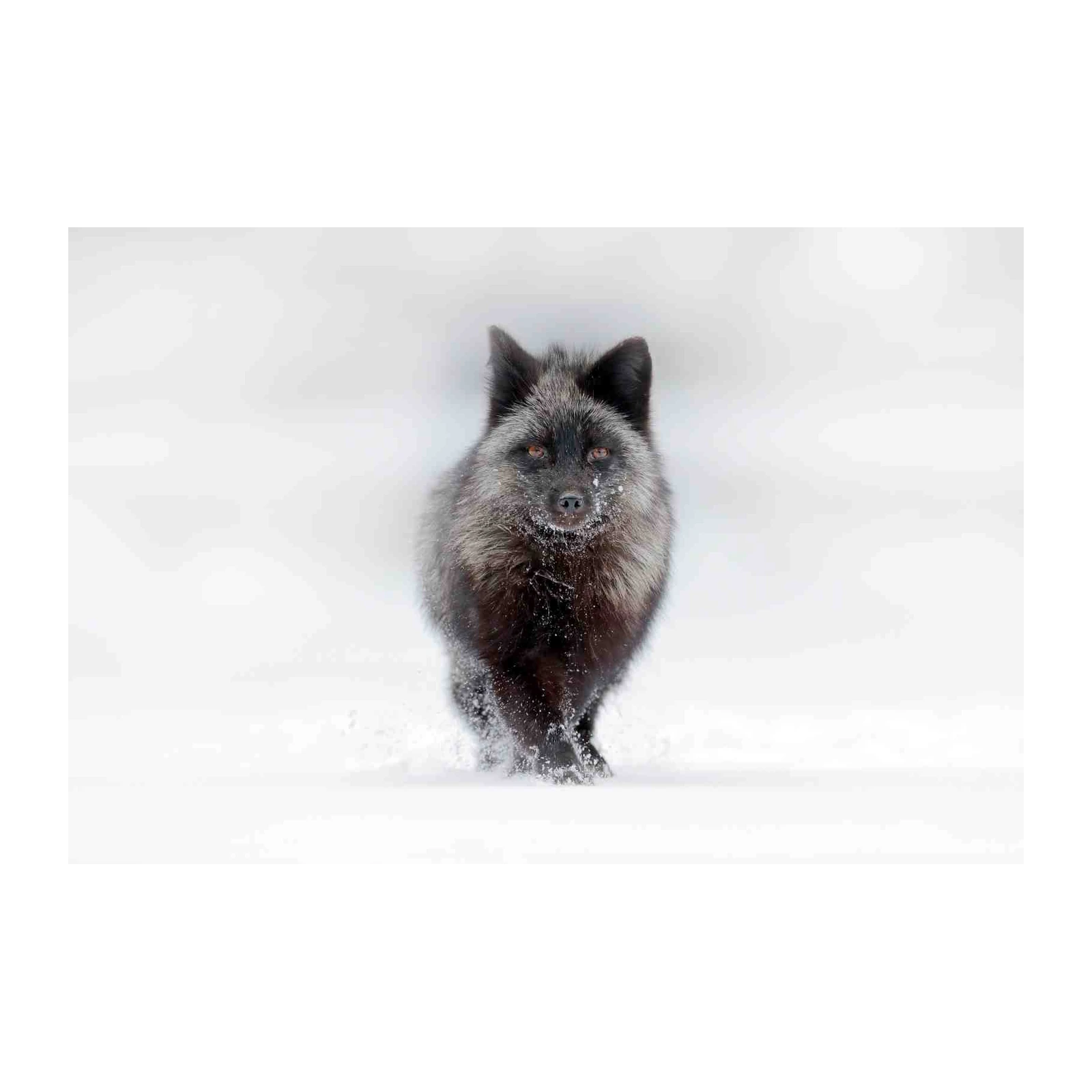 Majestic Silver Fox in Snow Wall Art