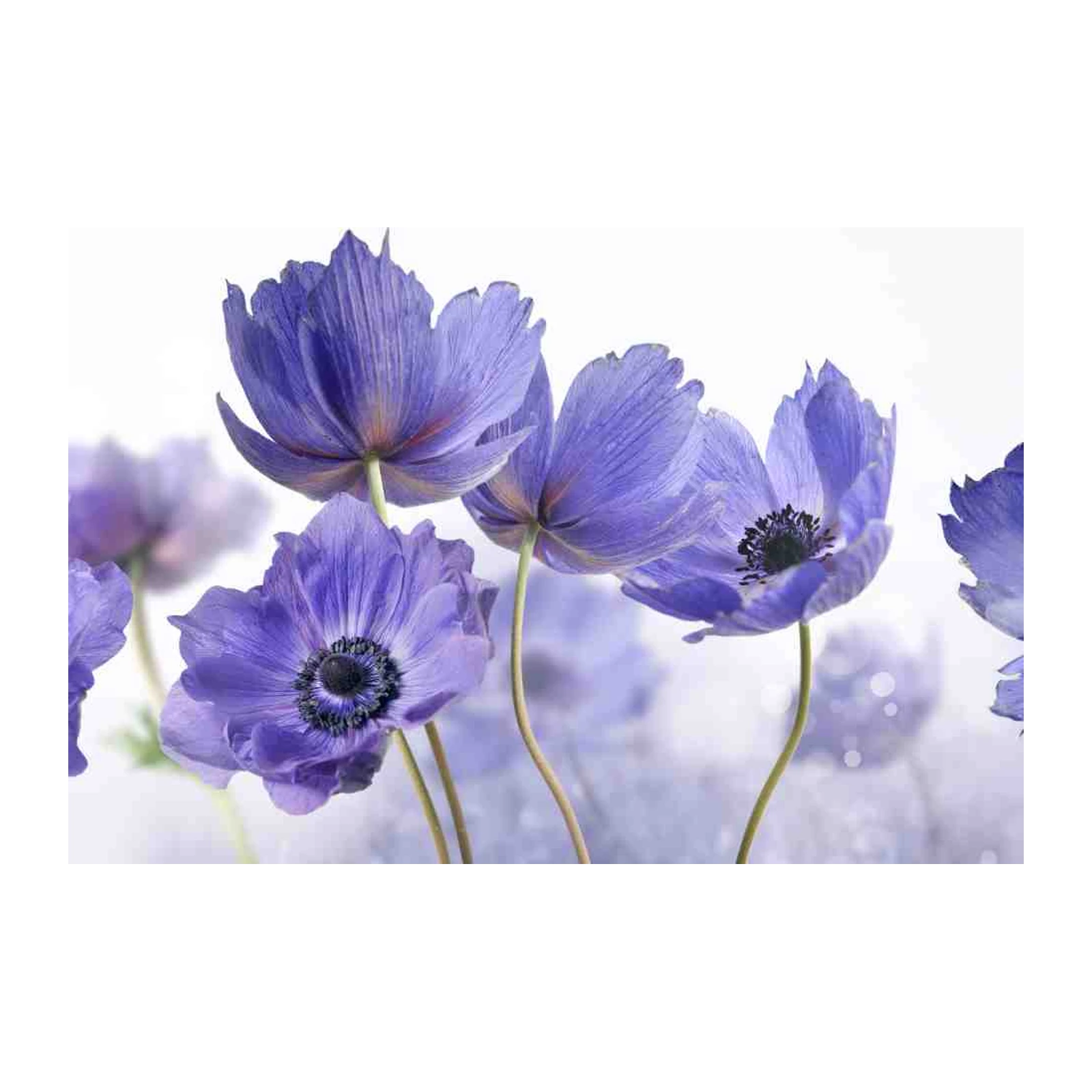 Elegant Lavender Anemone Floral Wall Art