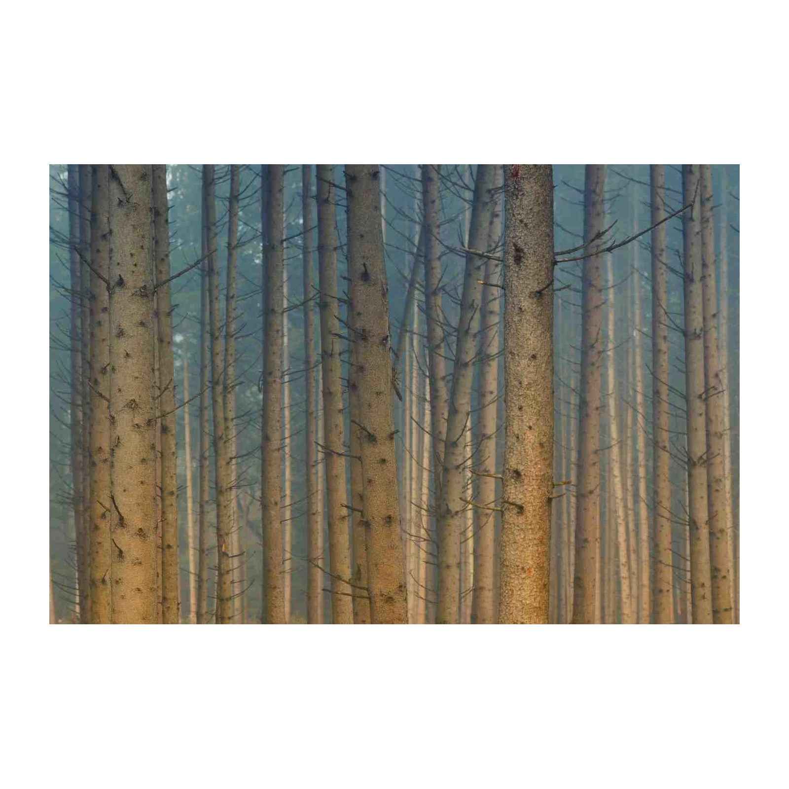 Misty Forest Tree Trunks Wall Art