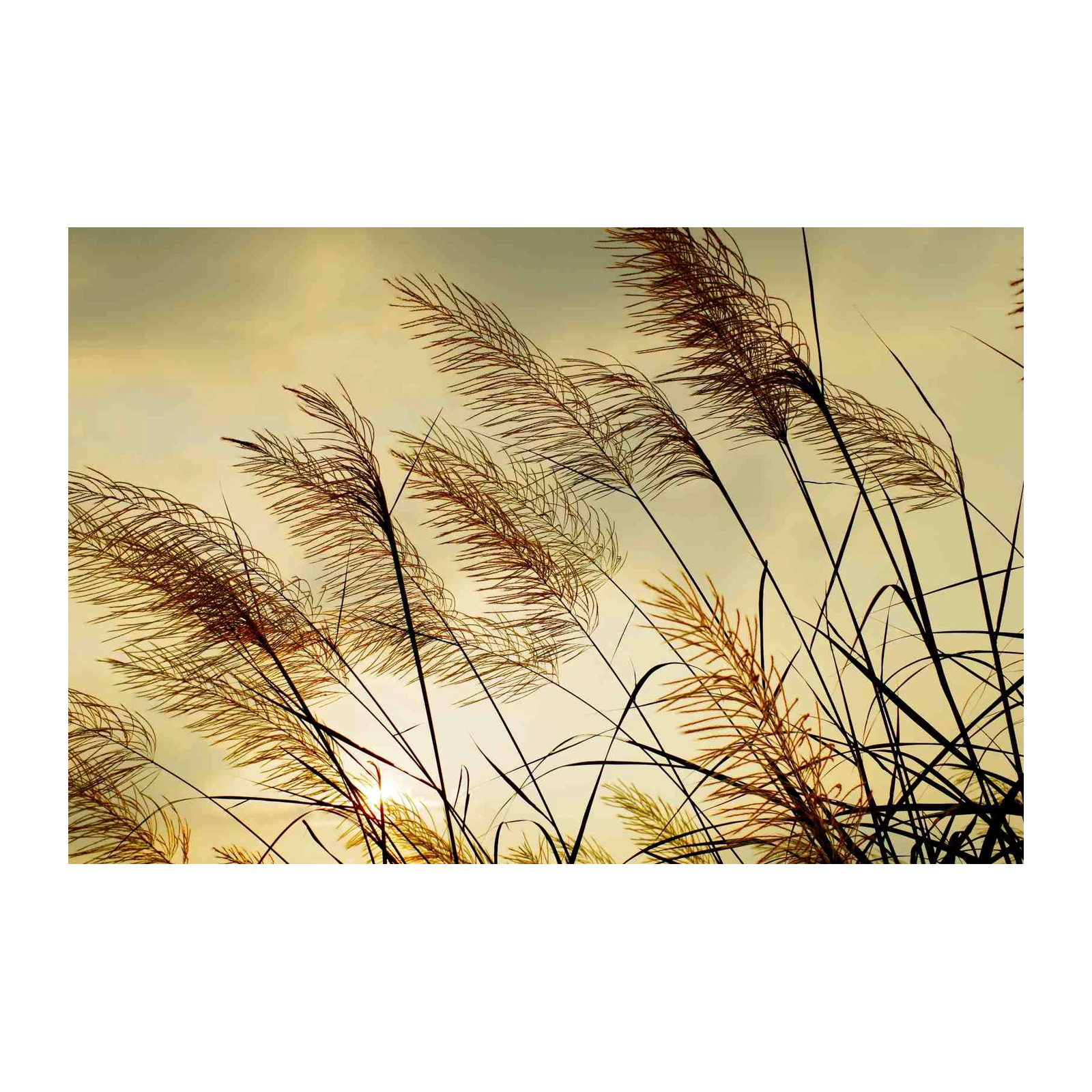 Golden Reeds Serenity Wall Art