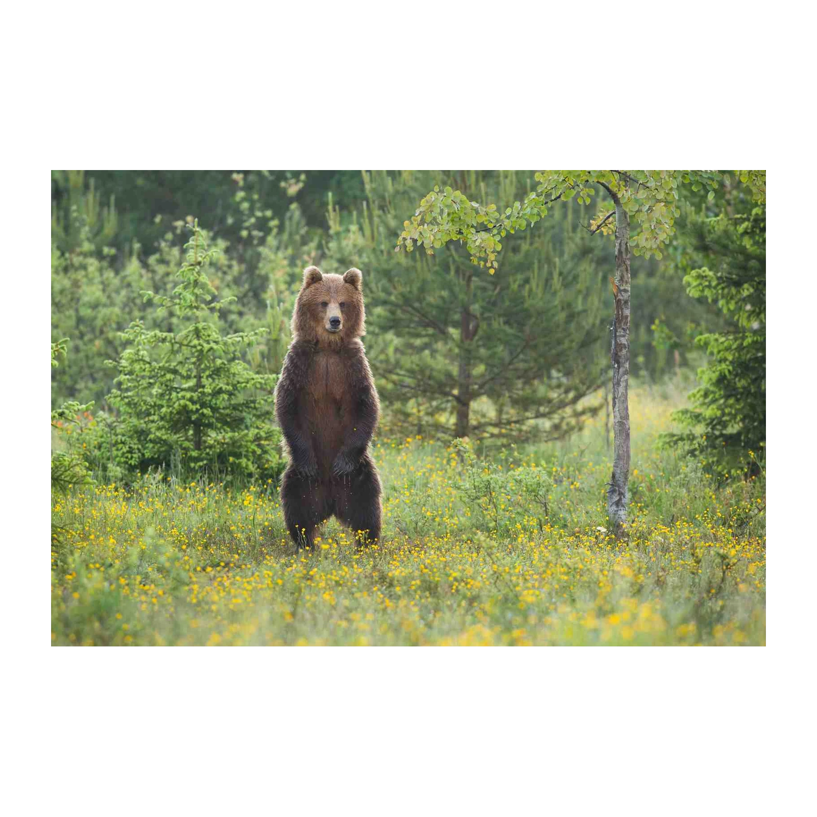 Majestic Brown Bear in Meadow Wall Art