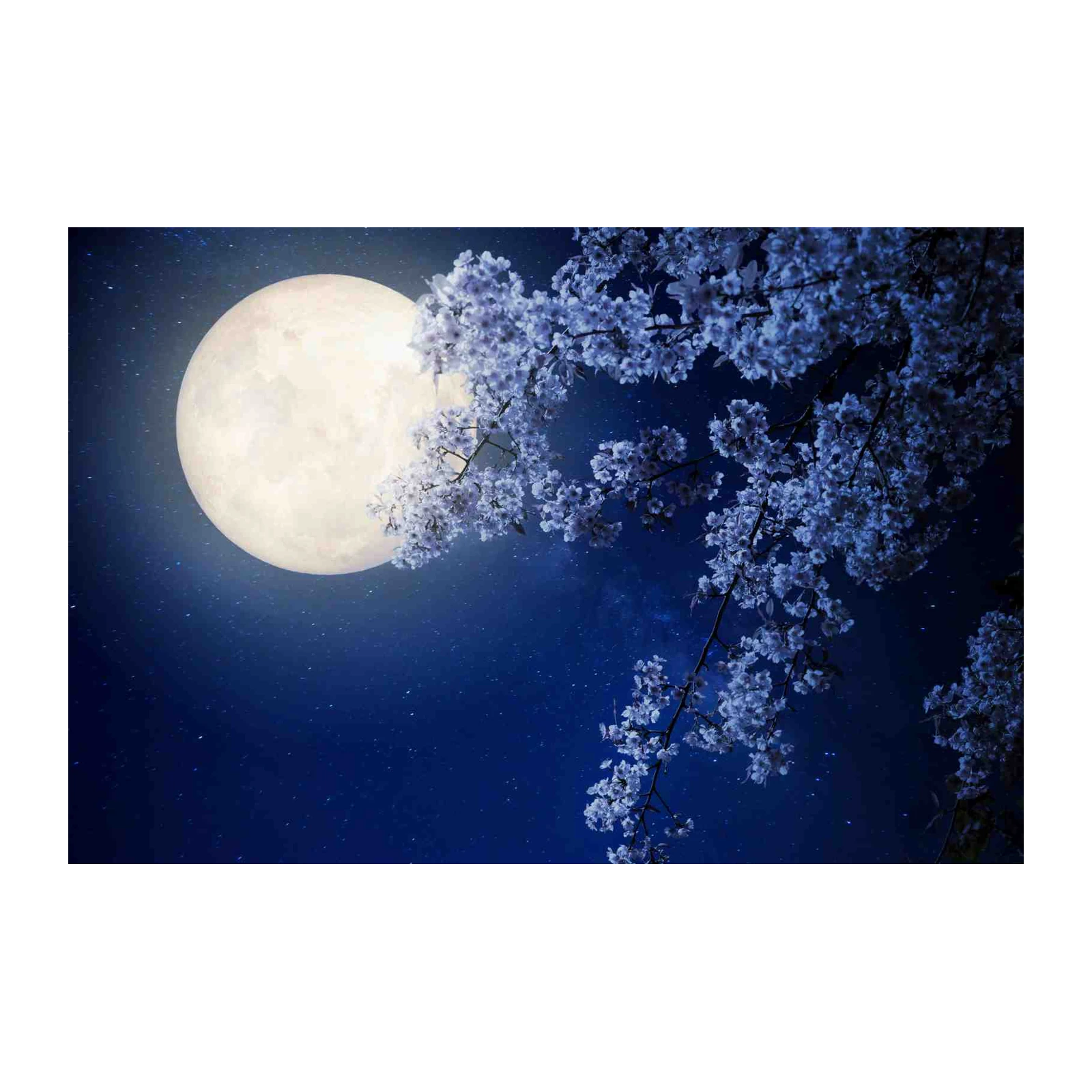 Enchanting Moonlit Cherry Blossom Wall Art
