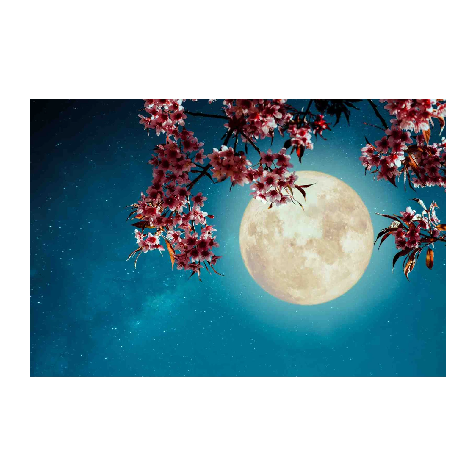 Serene Moonlit Cherry Blossoms Wall Art