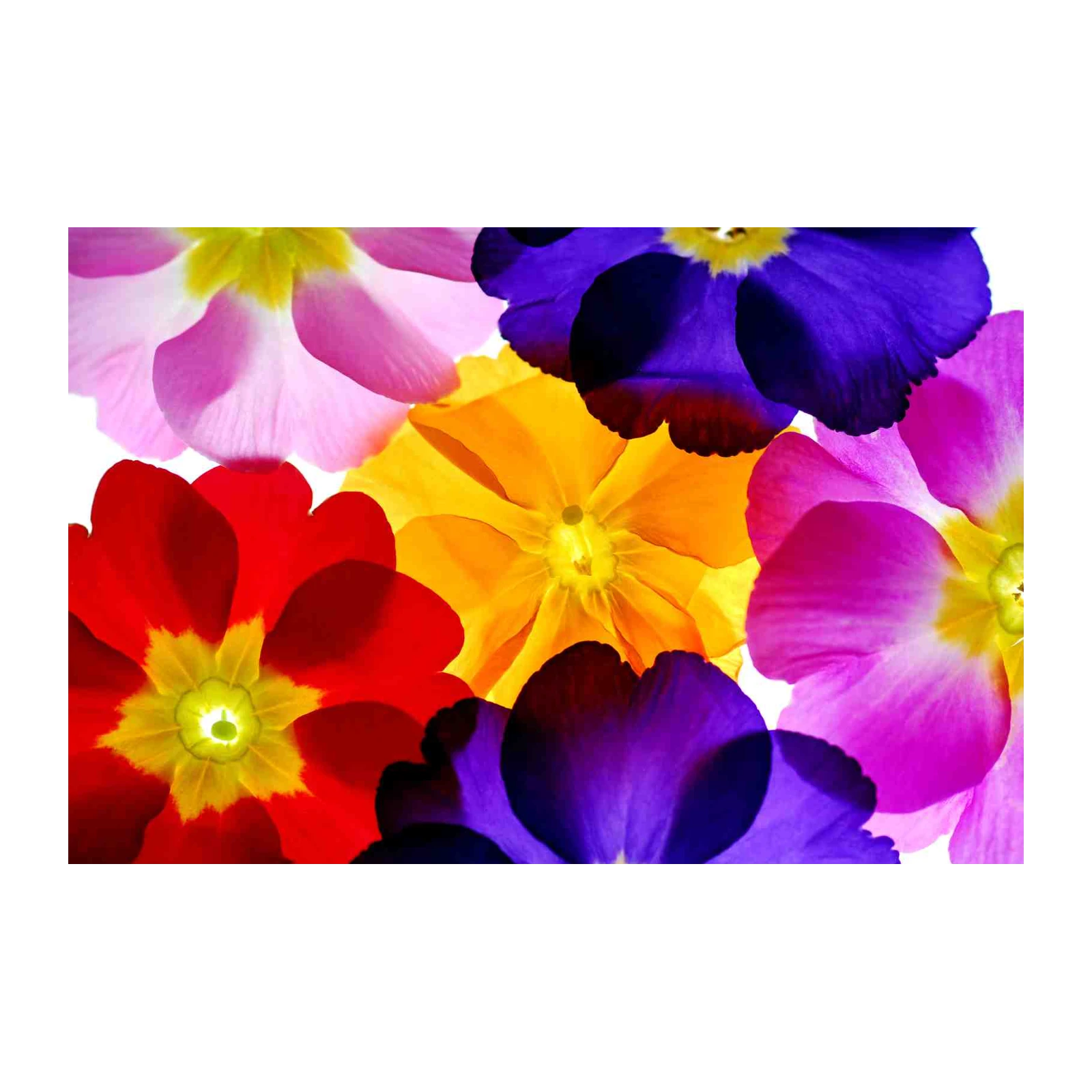 Vibrant Floral Symphony Wall Art