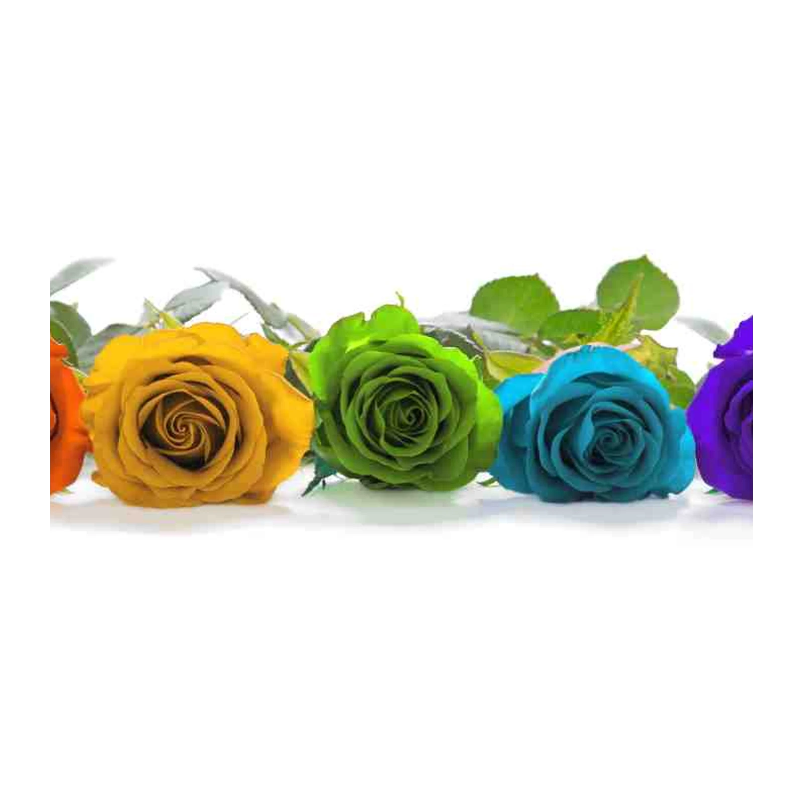 Vibrant Rainbow Rose Floral Wall Art