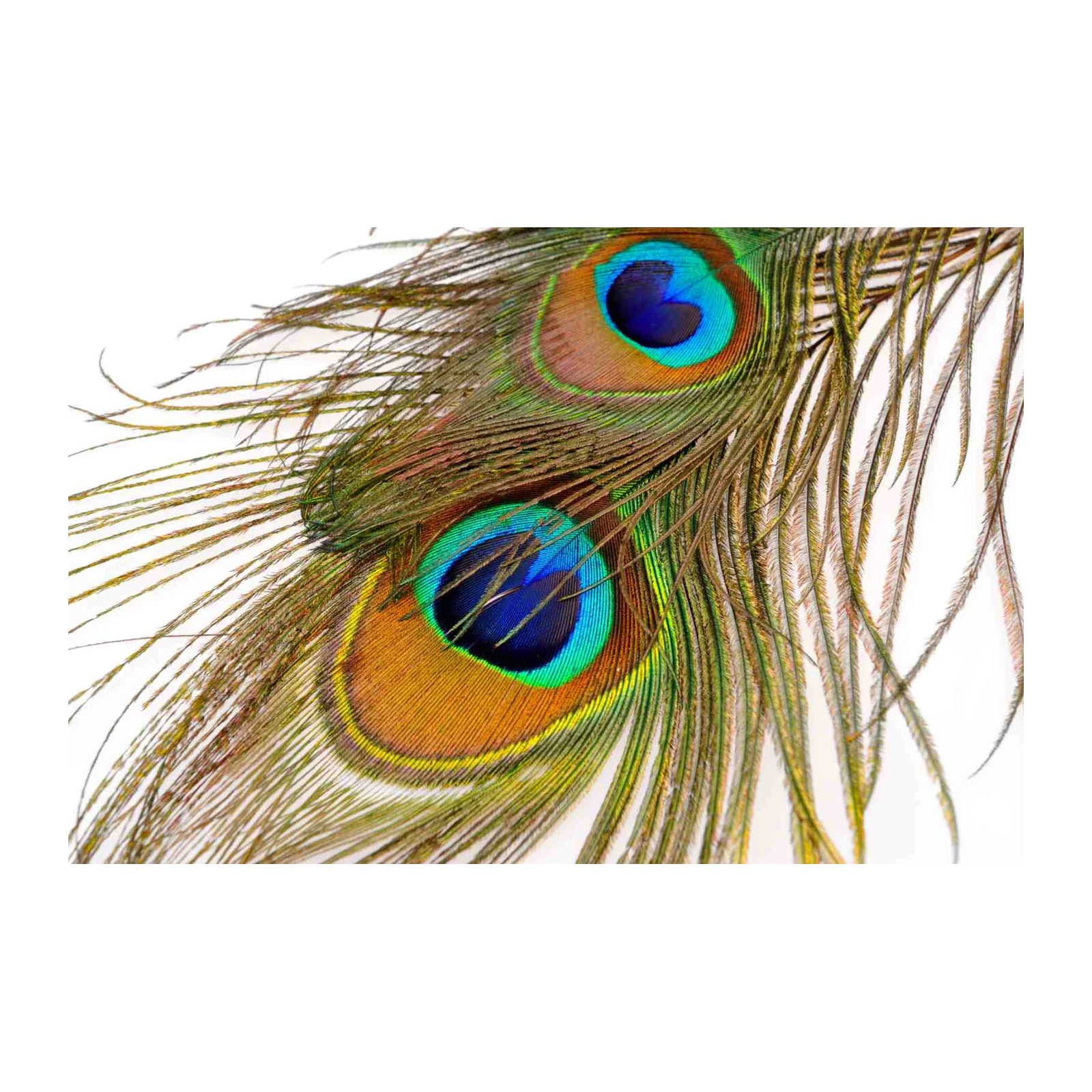Vibrant Peacock Feather Wall Art Art
