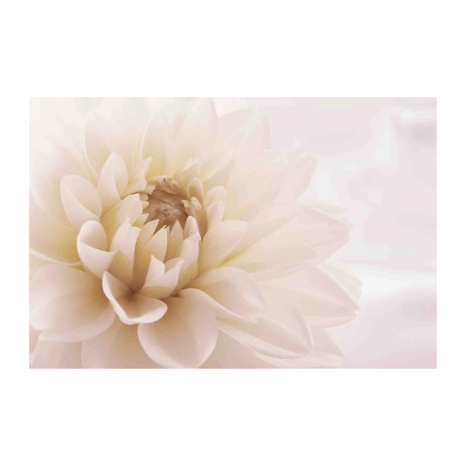 Soft Ivory Dahlia Bloom Wall Art