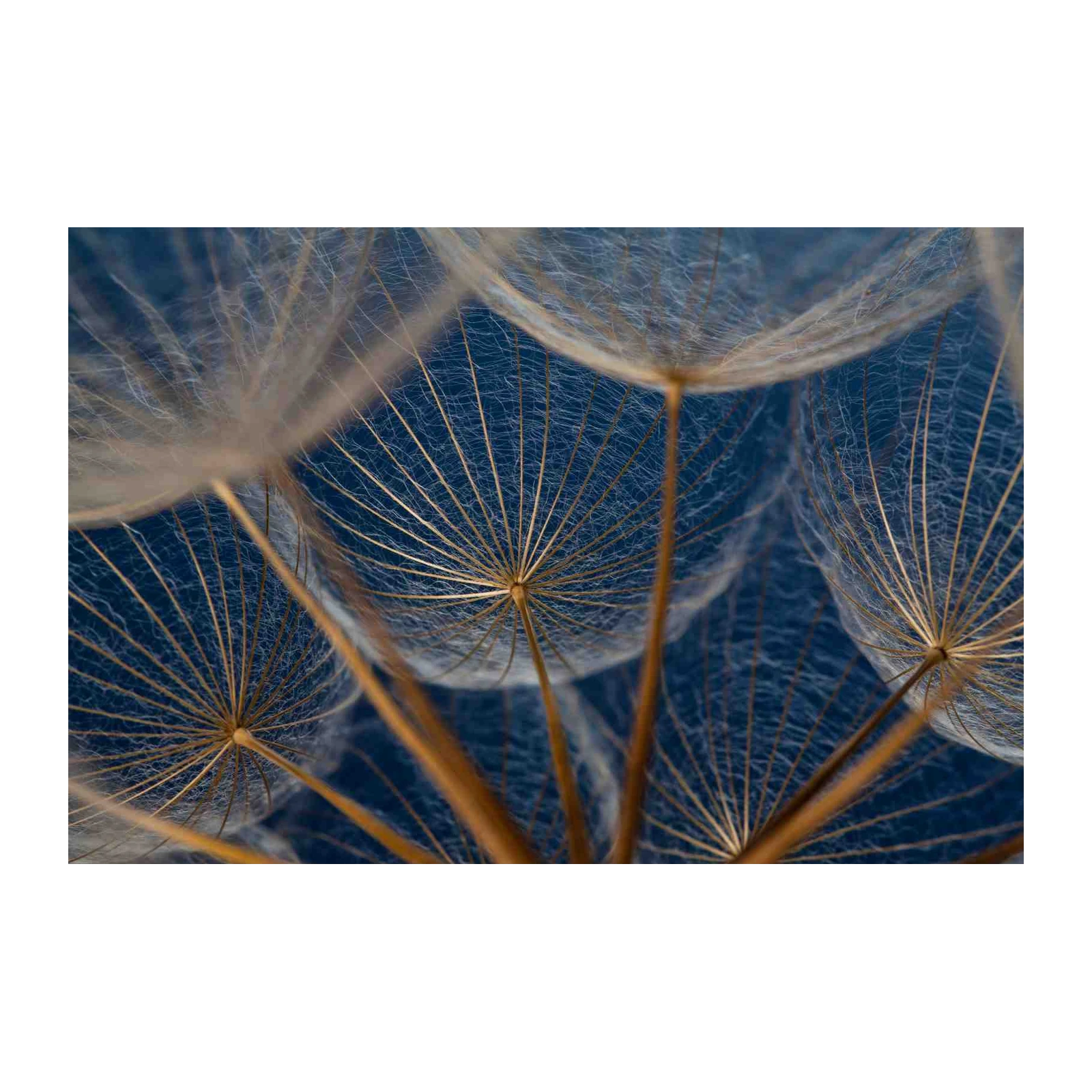 Abstract Dandelion Seed Whimsy Wall Art