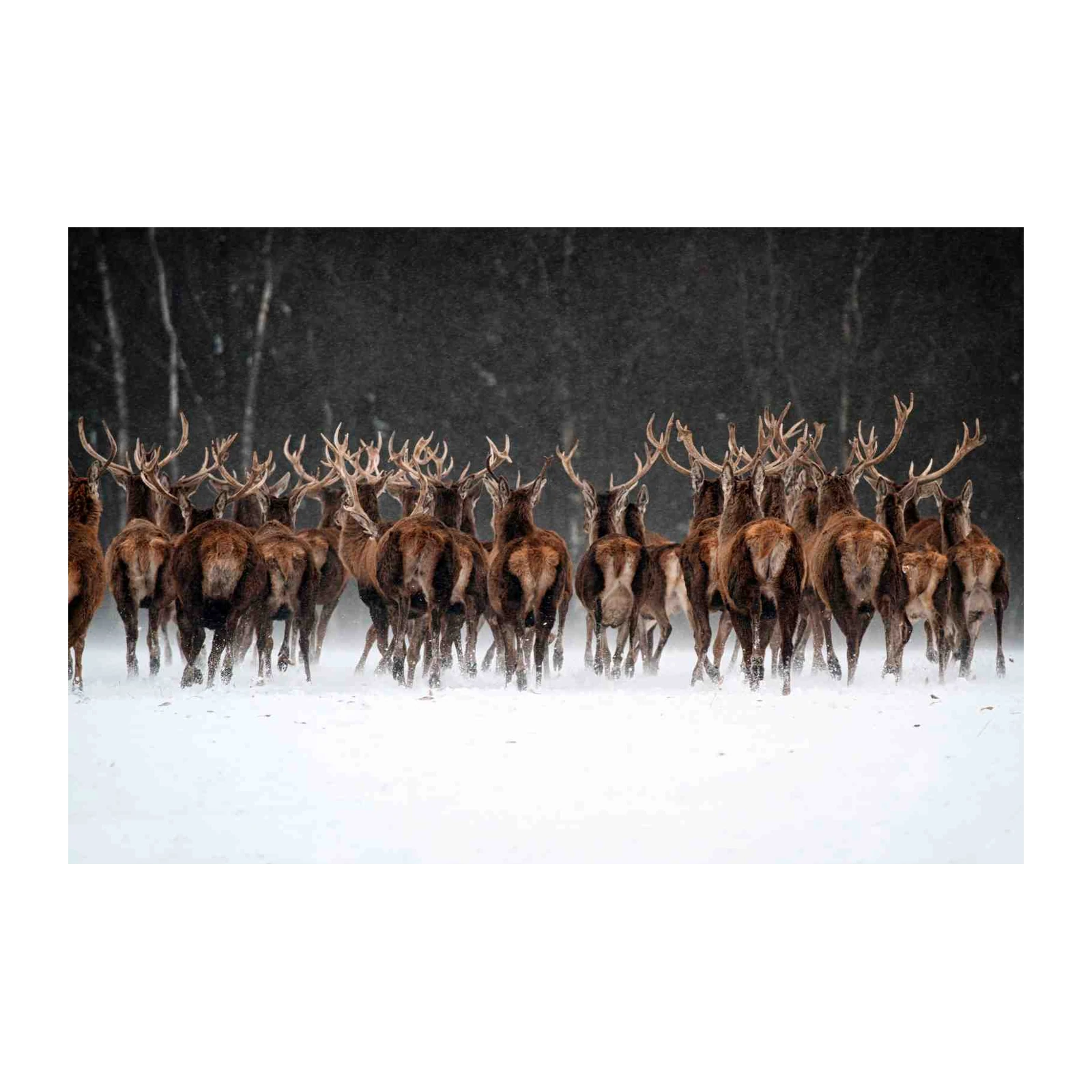 Majestic Deer Herd Winter Snow Wall Art