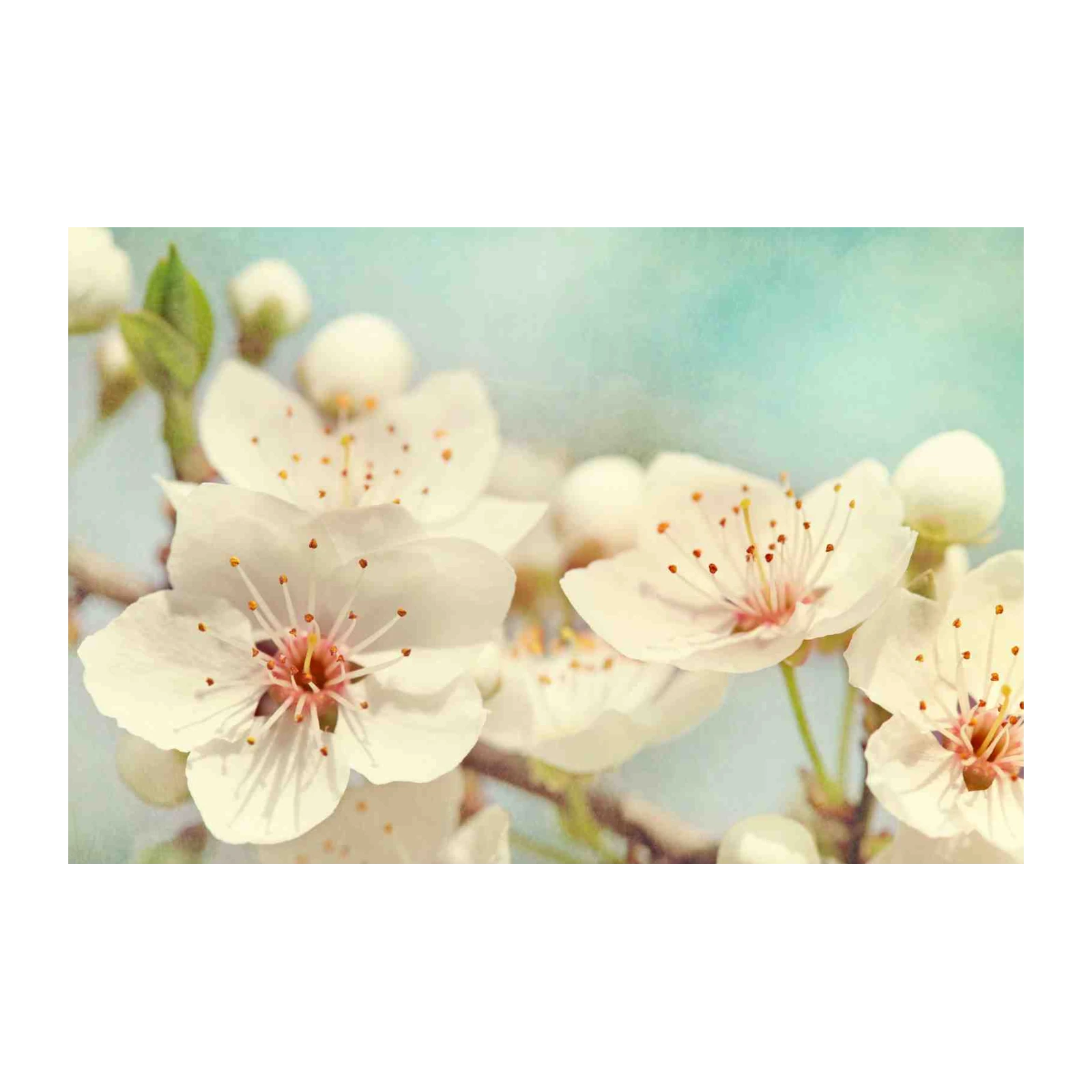 Serene Blossom Spring Floral Wall Art