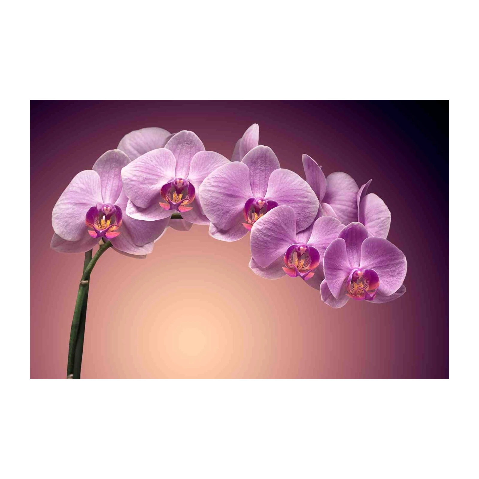 Elegant Purple Orchid Blooms Wall Art
