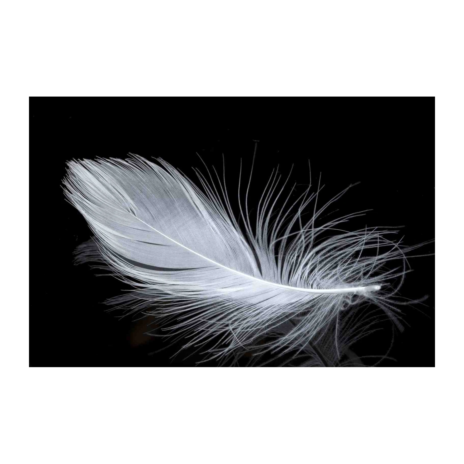 Elegant White Feather Black Background Wall Art