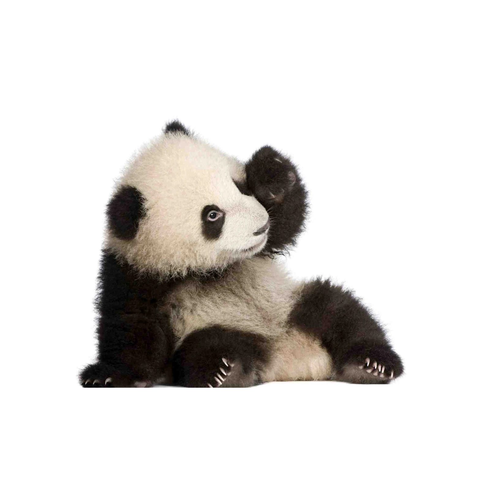 Adorable Baby Panda Peeking Wall Art