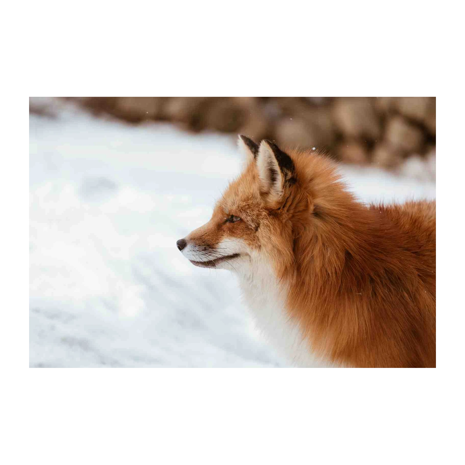 Majestic Fox in Snow Wall Art
