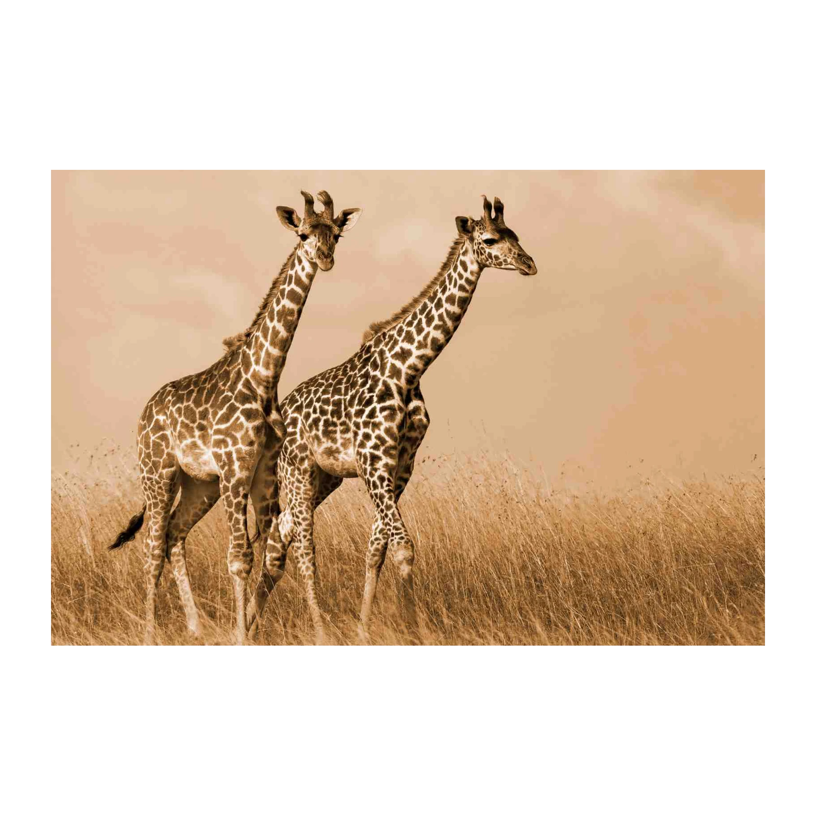 Serene Giraffe Pair African Savannah Wall Art