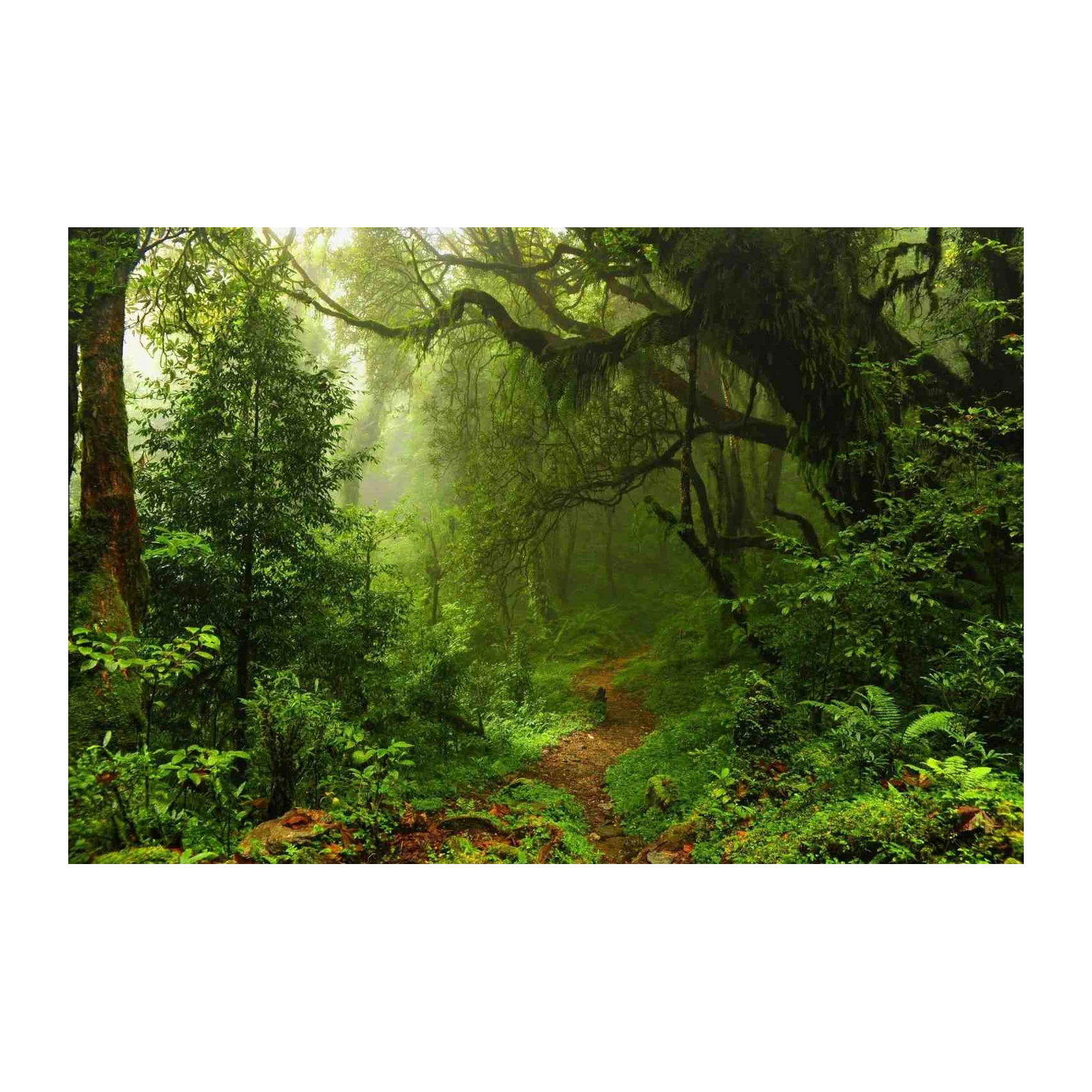 Misty Jungle Path Wall Art