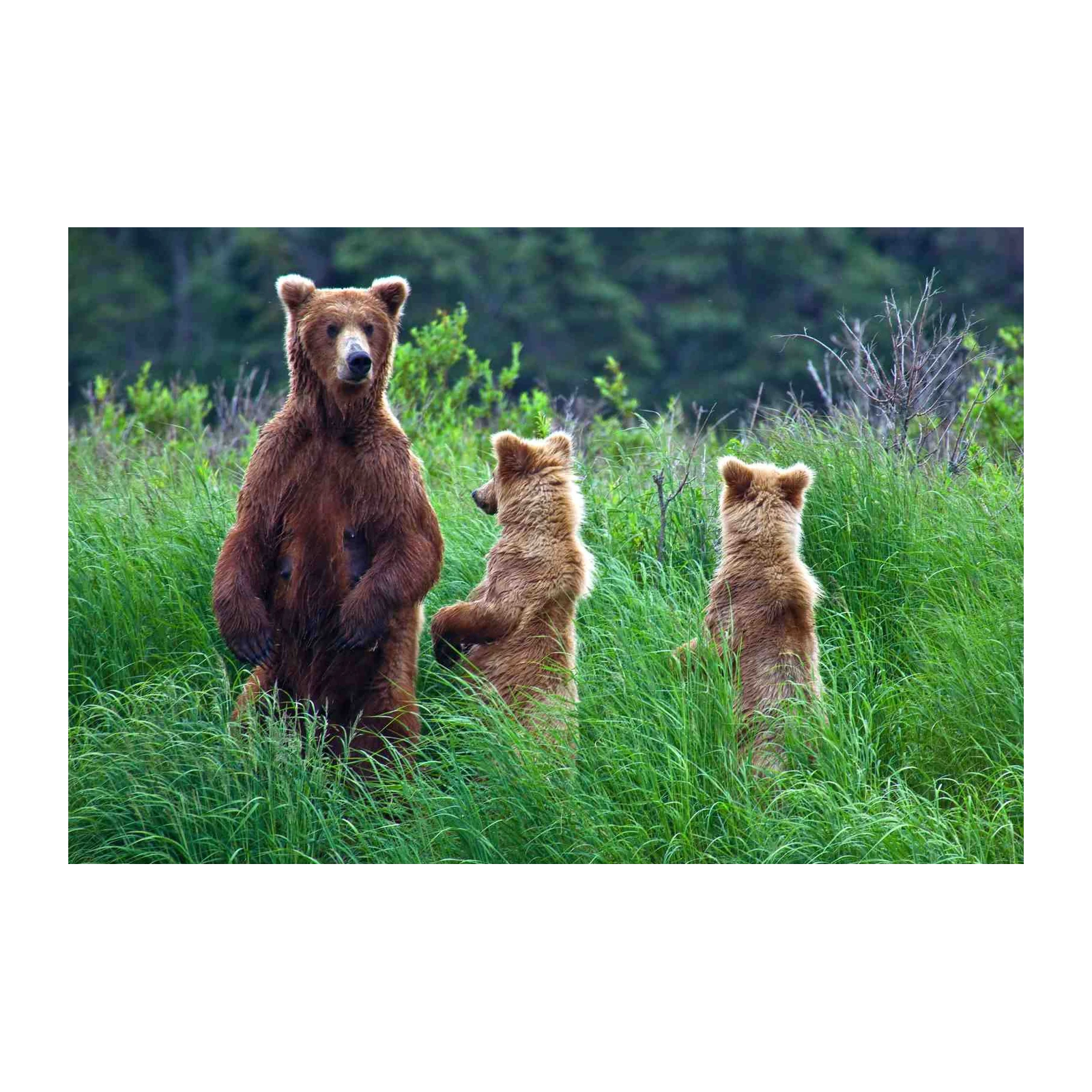 Majestic Bears Standing Tall Wall Art