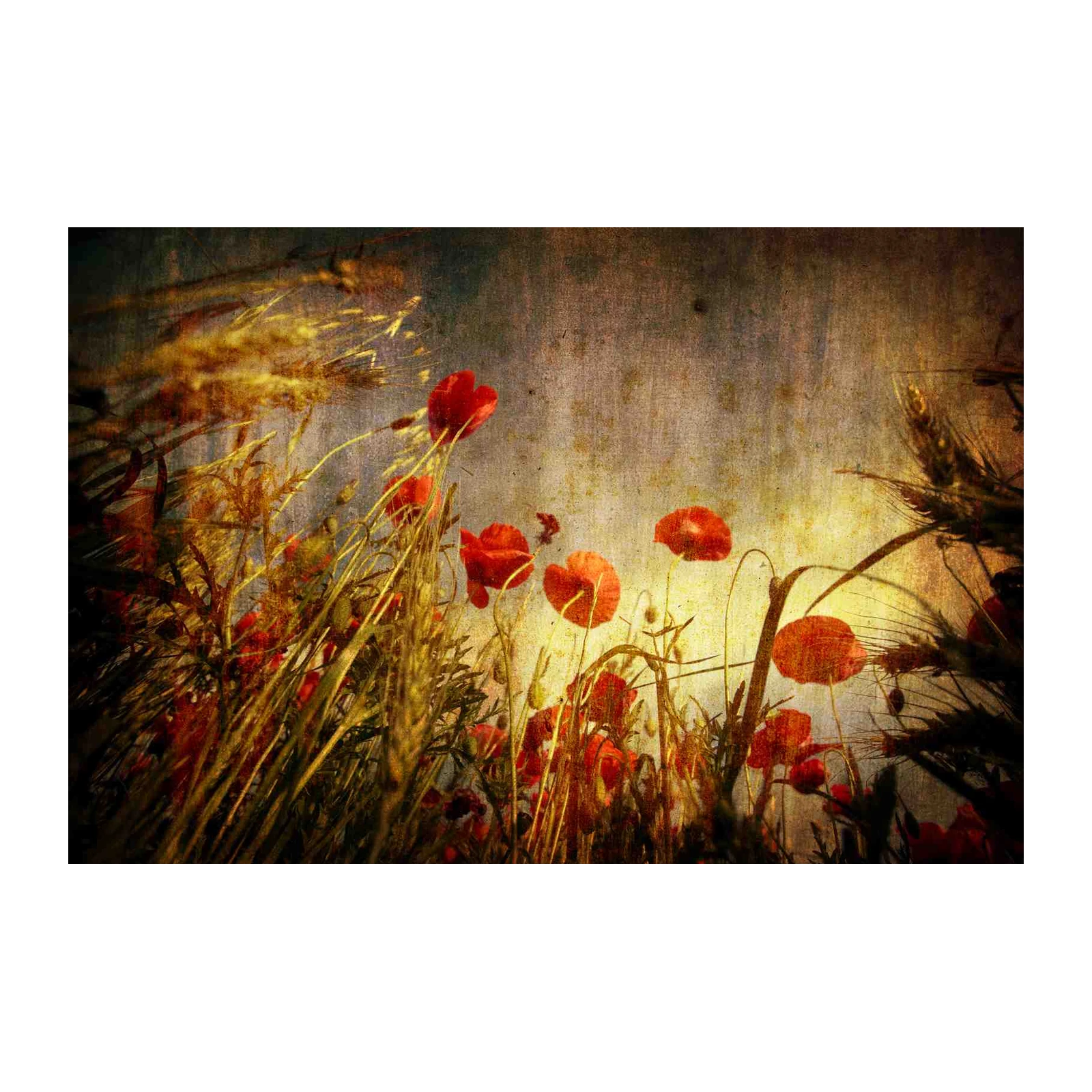 Vintage Red Poppies & Wheat Field Wall Art